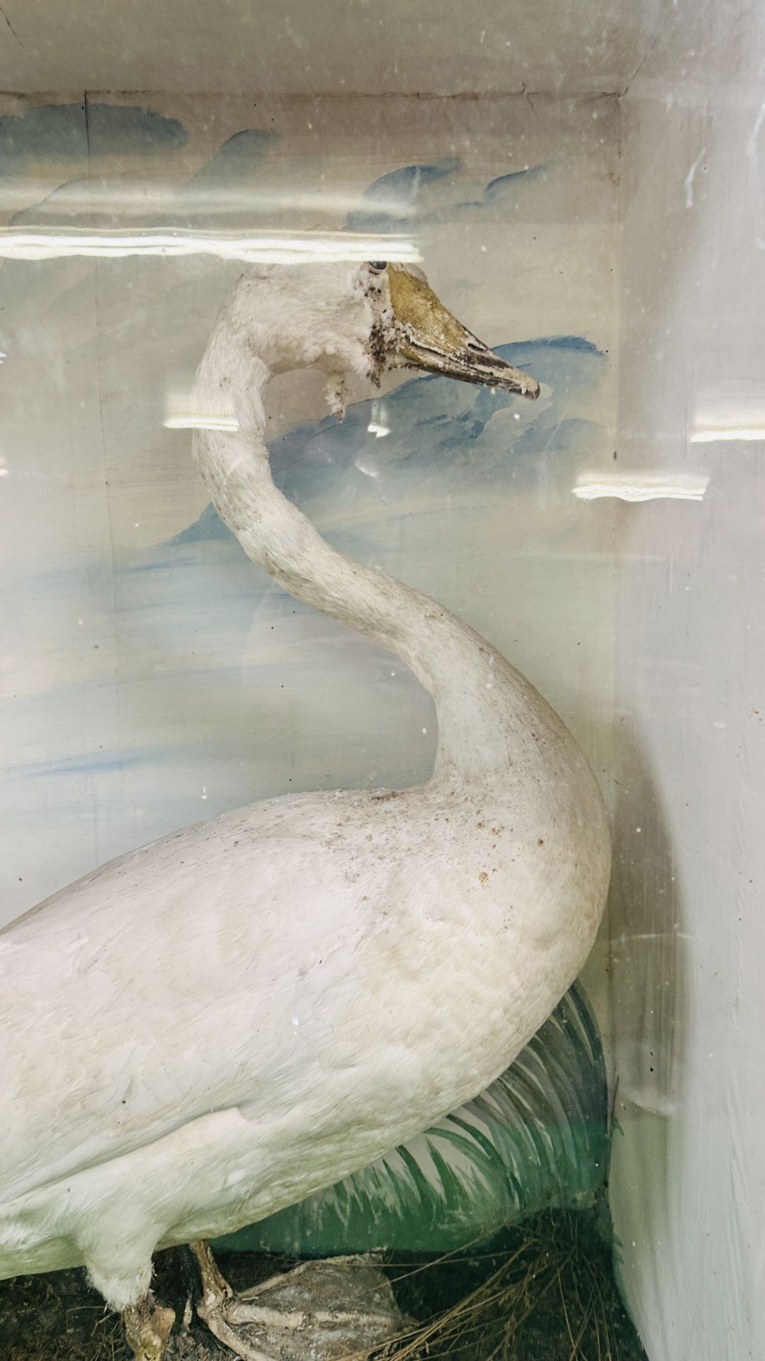 A VICTORIAN CASED TAXIDERMY STUDY OF A SWAN, - Image 2 of 7