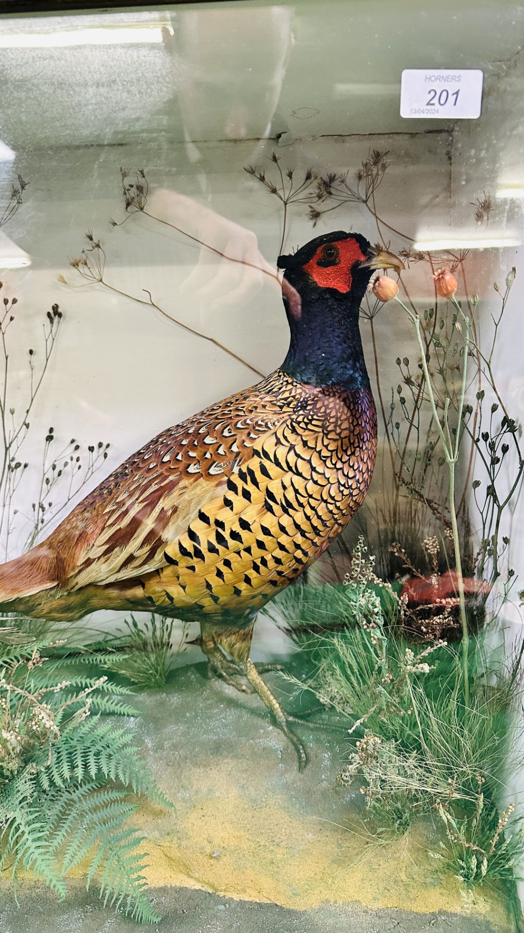A CASED DISPLAY OF TAXIDERMY OF AN ADULT PAIR OF PHEASANTS. - Image 2 of 8