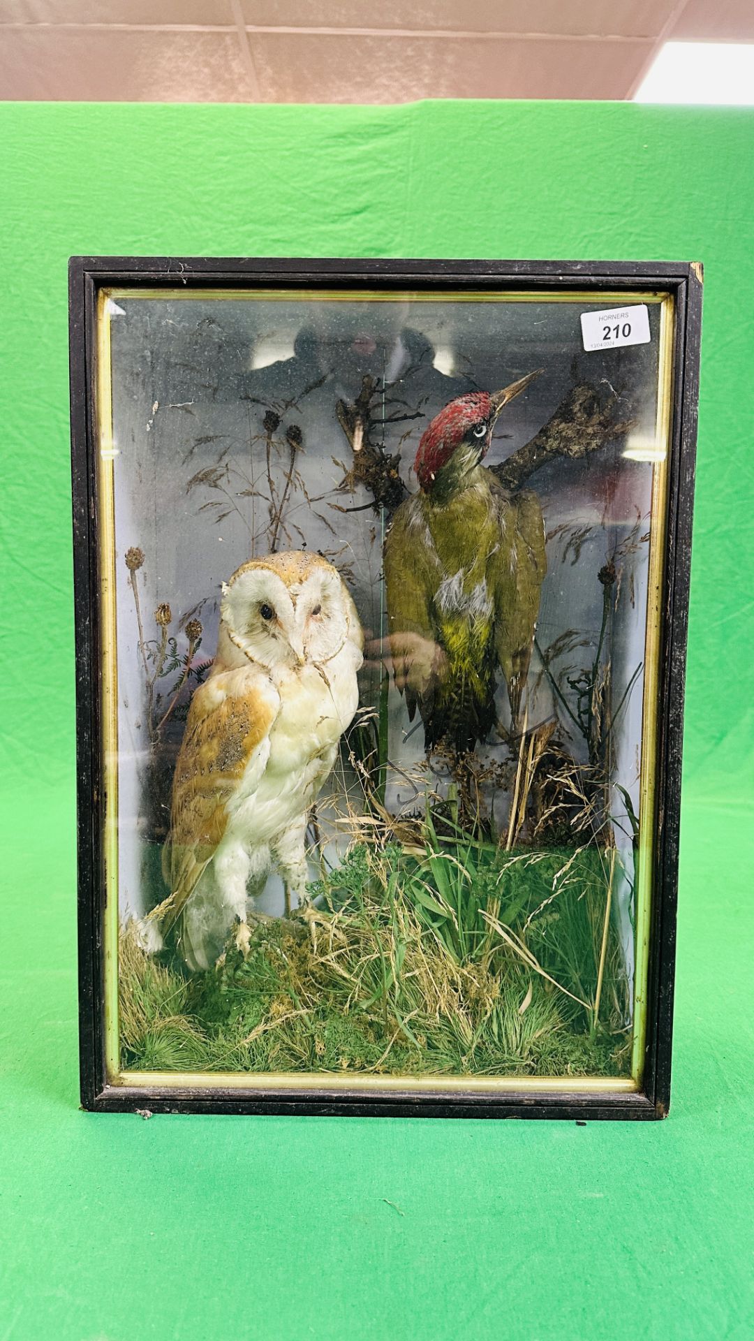 A VICTORIAN CASED TAXIDERMY STUDY OF A BARN OWL AND GREEN WOODPECKER,