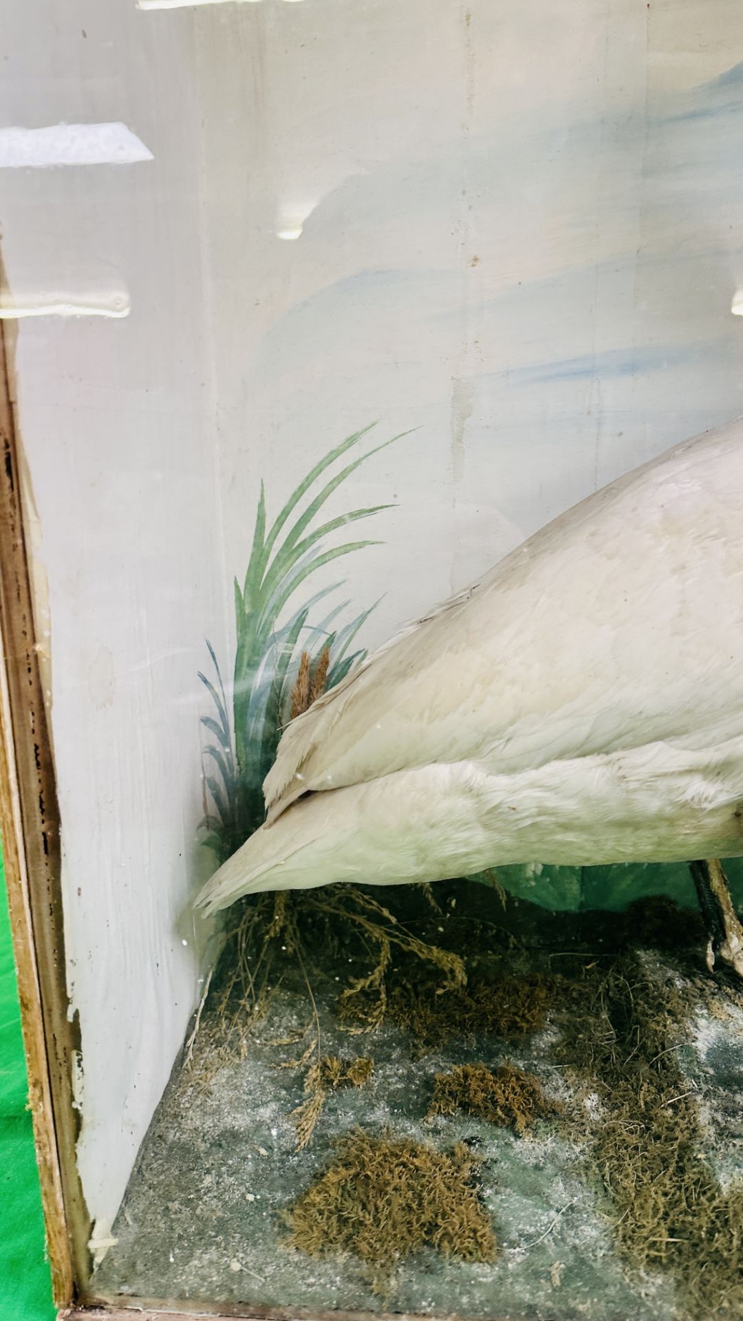 A VICTORIAN CASED TAXIDERMY STUDY OF A SWAN, - Image 5 of 7
