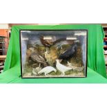 A VICTORIAN CASED TAXIDERMY STUDY OF MULTIPLE BIRDS INCLUDING SNIPE, KINGFISHERS AND GAME BIRDS,