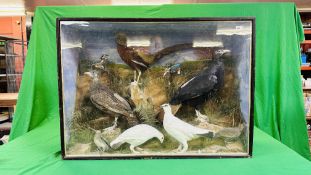 A VICTORIAN CASED TAXIDERMY STUDY OF MULTIPLE BIRDS INCLUDING SNIPE, KINGFISHERS AND GAME BIRDS,