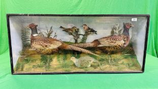 A VICTORIAN CASED TAXIDERMY STUDY DEPICTING A PAIR PHEASANTS,