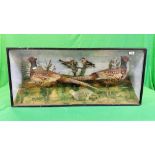 A VICTORIAN CASED TAXIDERMY STUDY DEPICTING A PAIR PHEASANTS,