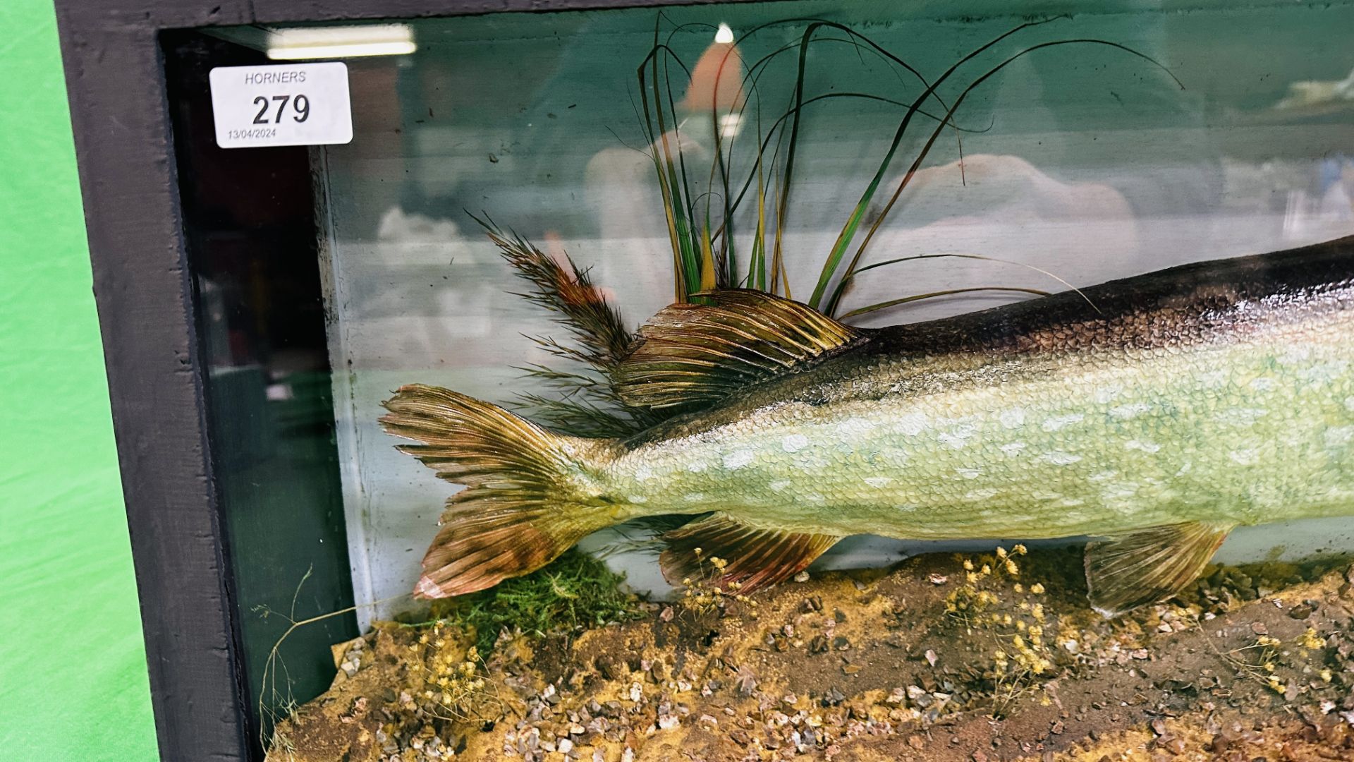 A CASED VICTORIAN TAXIDERMY STUDY OF A PIKE, W 72CM X D 14CM X H 28CM. - Image 5 of 6