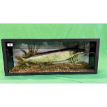 A CASED VICTORIAN TAXIDERMY STUDY OF A PIKE, W 72CM X D 14CM X H 28CM.