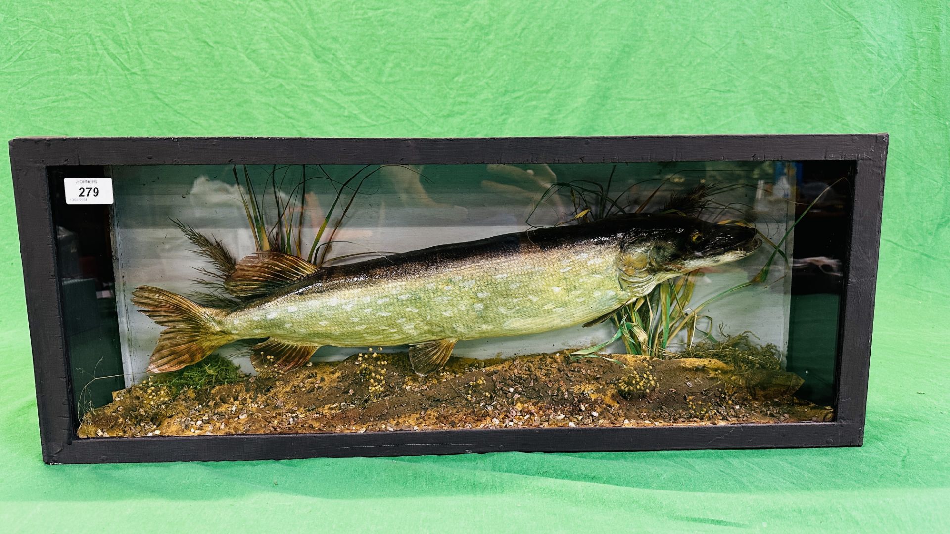 A CASED VICTORIAN TAXIDERMY STUDY OF A PIKE, W 72CM X D 14CM X H 28CM.