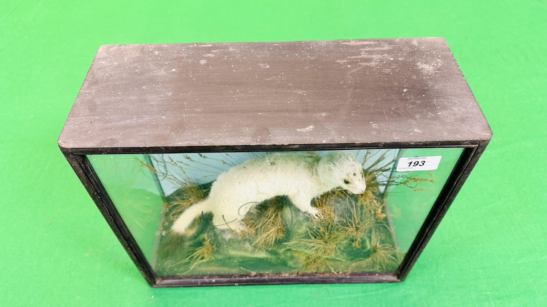 A VICTORIAN CASED TAXIDERMY STUDY OF A STOAT, IN A NATURALISTIC SETTING - W 38.5CM X H 31. - Bild 5 aus 5