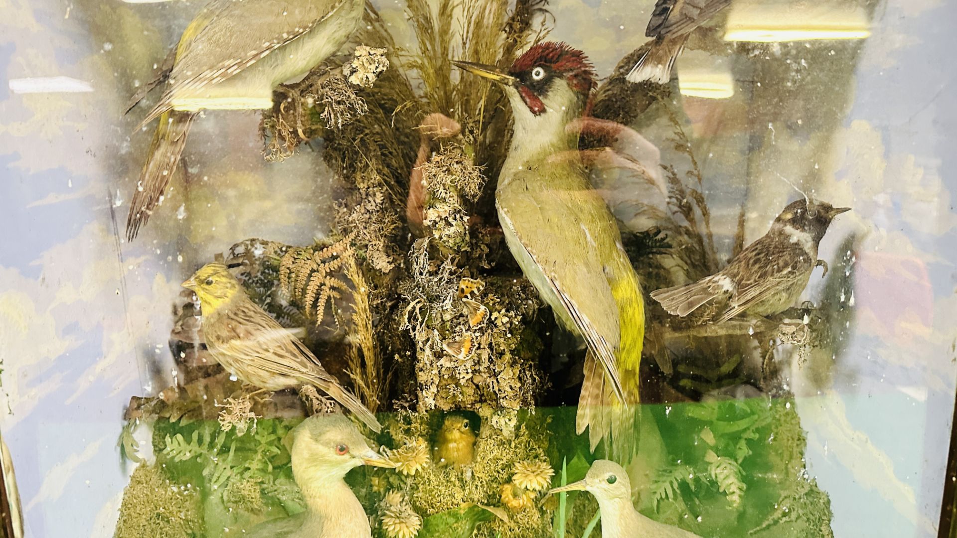 A VICTORIAN CASED TAXIDERMY STUDY OF SMALL BIRDS INCLUDING GREEN WOODPECKER HAWFINCH & LITTLE GREBE - Image 3 of 8