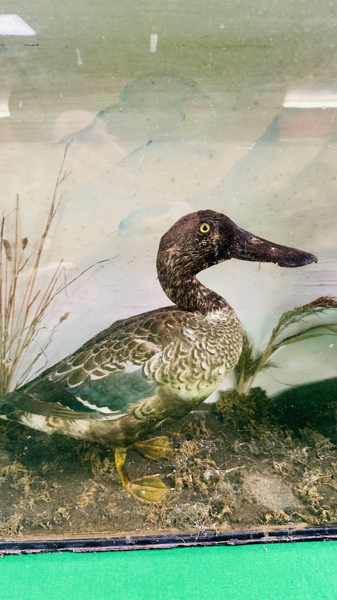 A VICTORIAN CASED TAXIDERMY STUDY OF A GOLDEN EYE AND SHOVELER DUCK, - Image 3 of 6