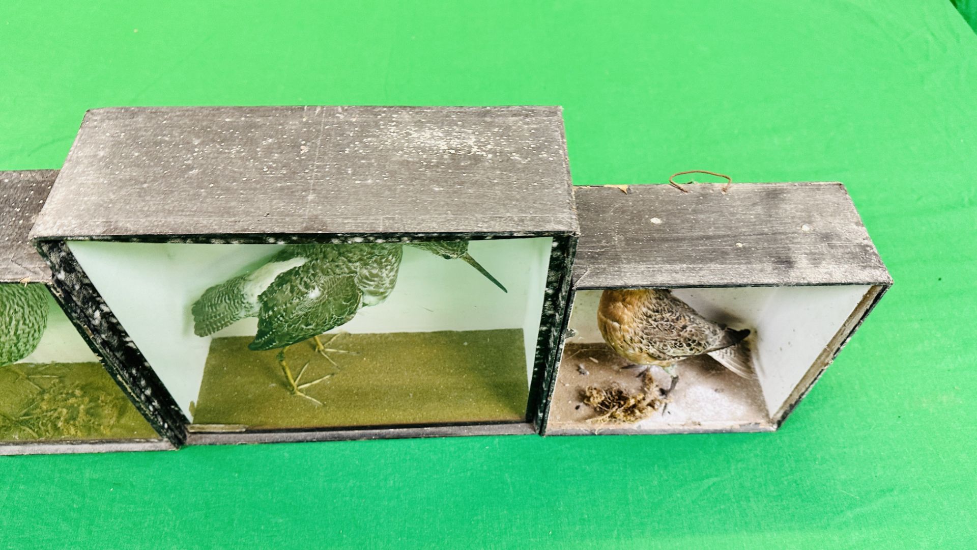 A GROUP OF 3 VICTORIAN CASED TAXIDERMY STUDIES OF VARIOUS WADING BIRDS VARIOUS SIZES (SIGNS OF - Image 6 of 8