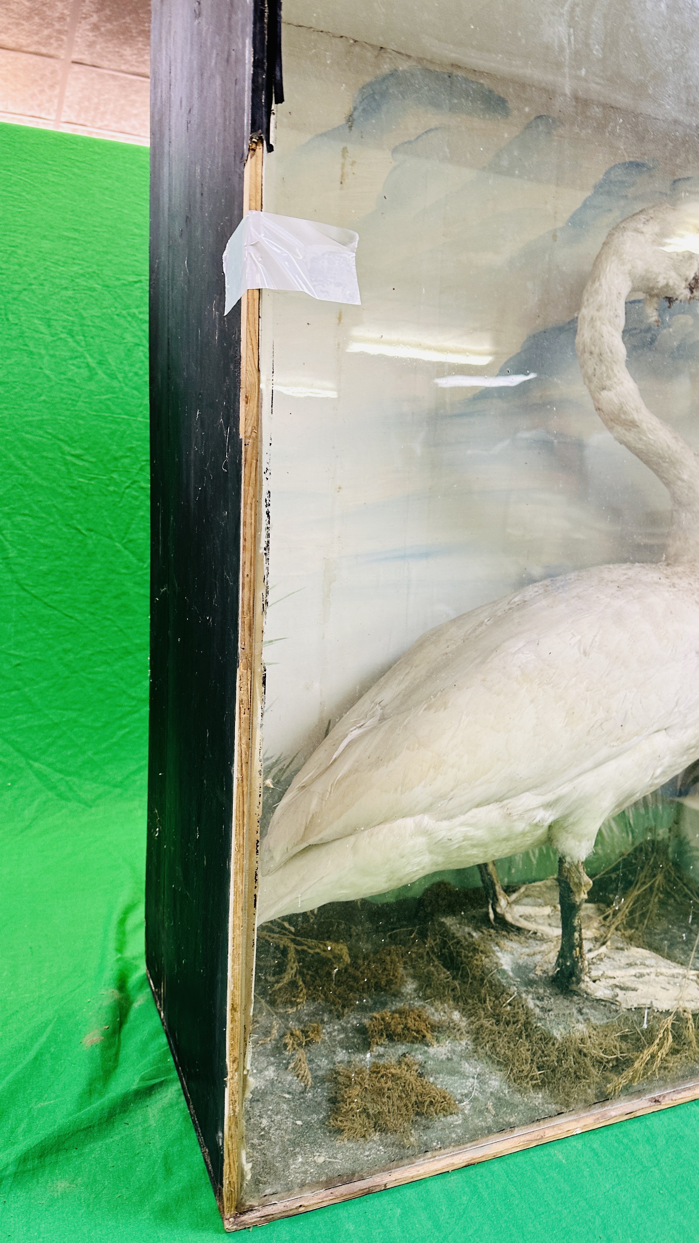 A VICTORIAN CASED TAXIDERMY STUDY OF A SWAN, - Image 7 of 7