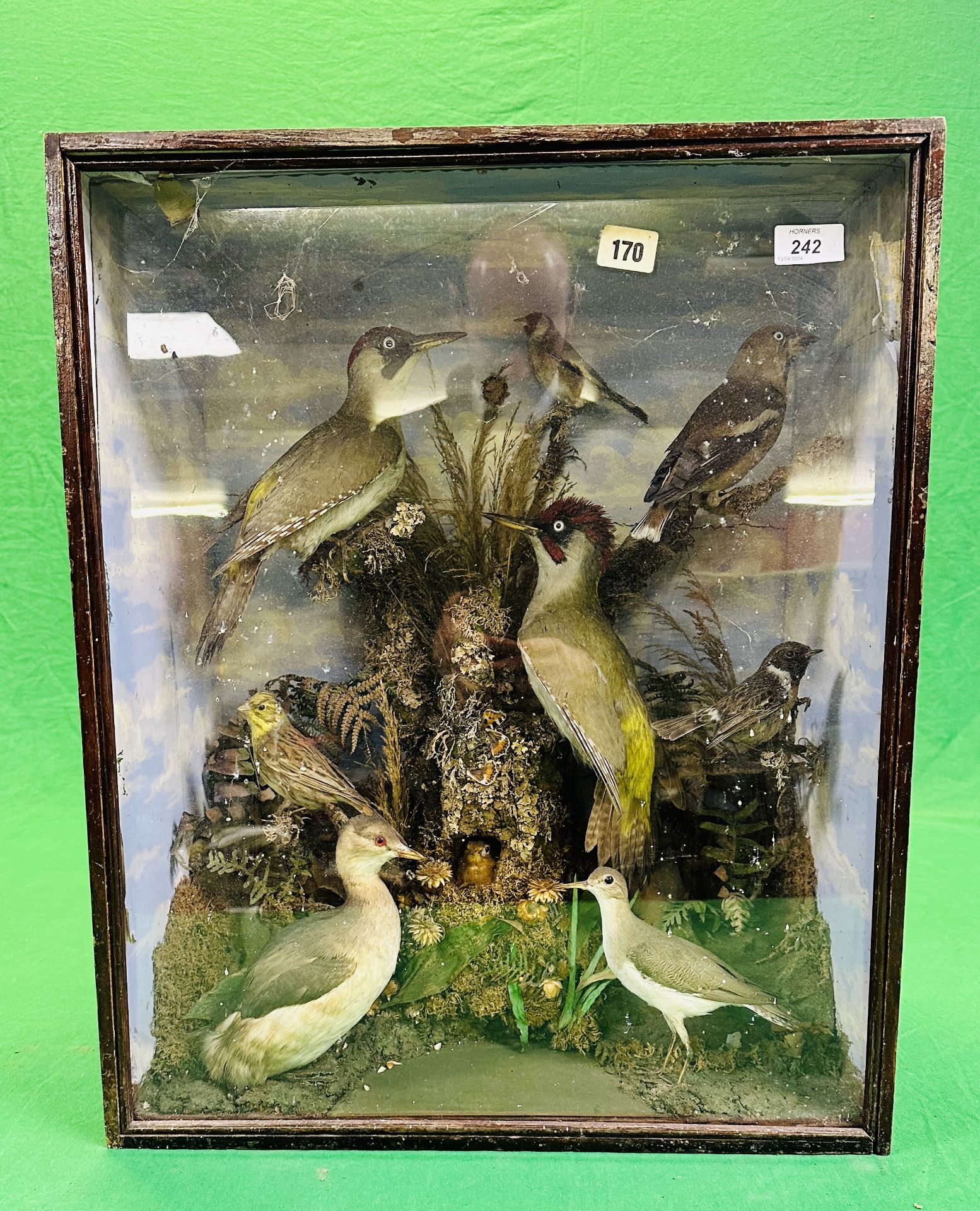 A VICTORIAN CASED TAXIDERMY STUDY OF SMALL BIRDS INCLUDING GREEN WOODPECKER HAWFINCH & LITTLE GREBE