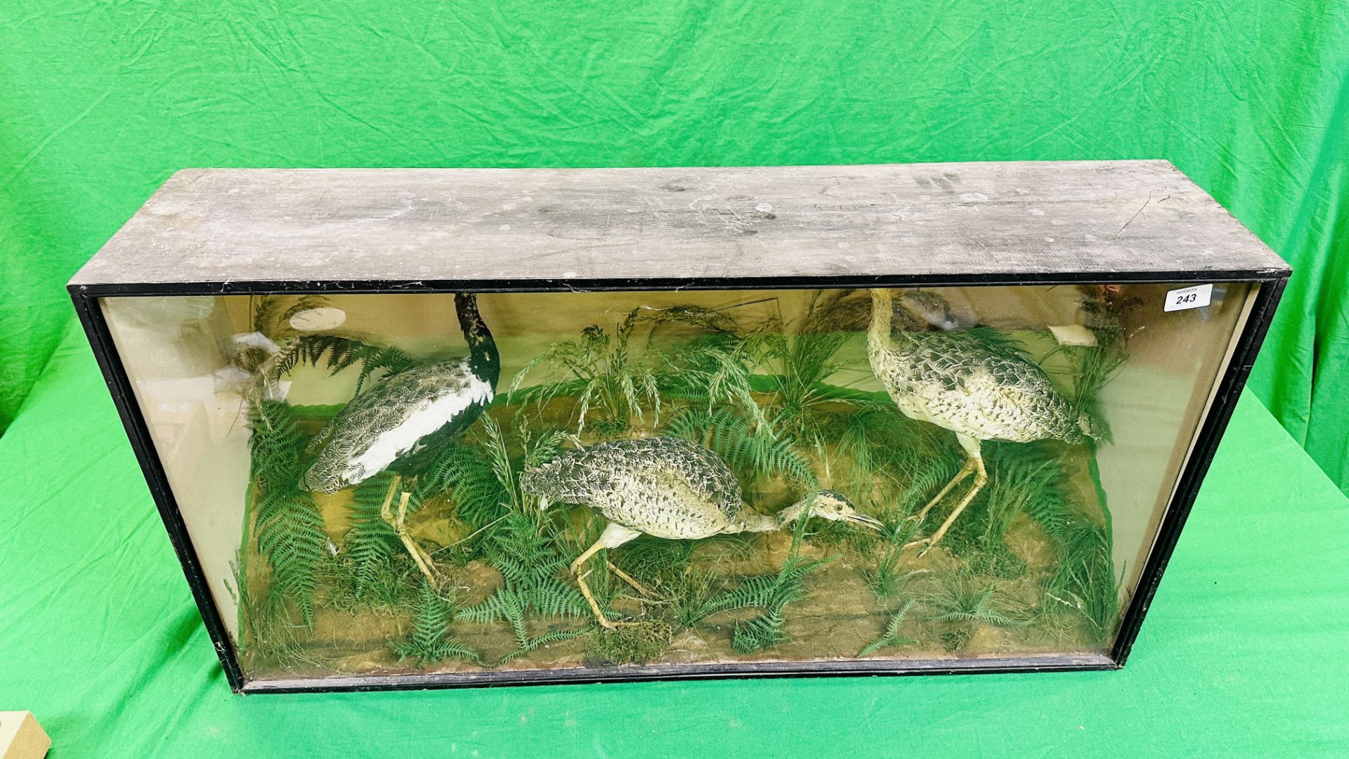 A VICTORIAN CASED TAXIDERMY STUDY OF A GROUP OF THREE WADING BIRDS, - Bild 6 aus 8