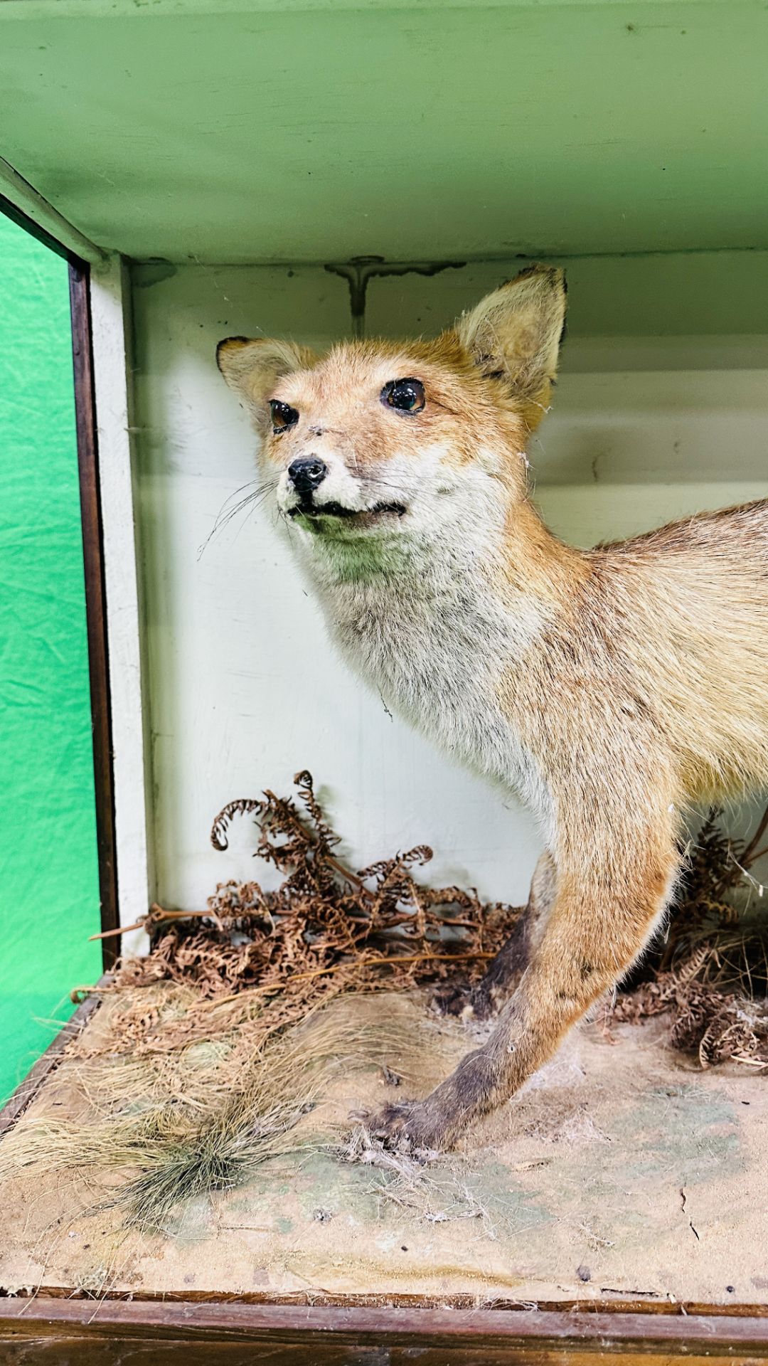 A VICTORIAN CASED TAXIDERMY STUDY OF A FOX, IN A NATURALISTIC SETTING - W 107CM X H 57CM X D 35. - Image 2 of 7