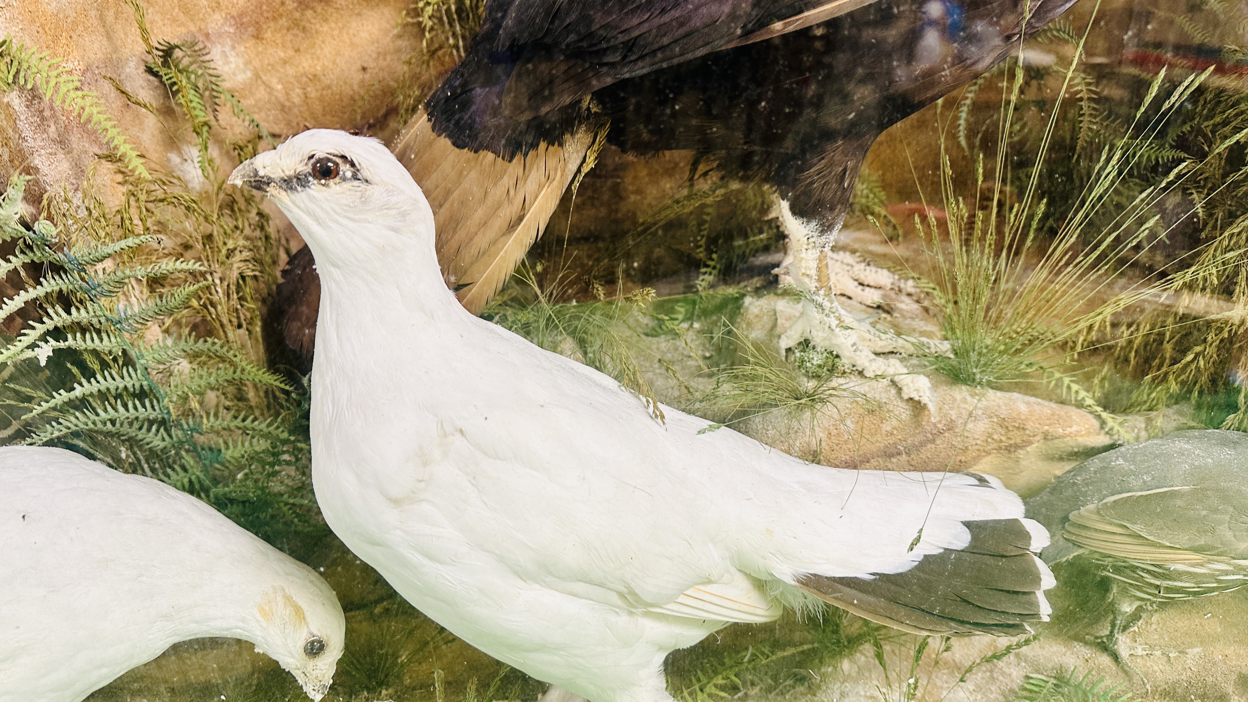 A VICTORIAN CASED TAXIDERMY STUDY OF MULTIPLE BIRDS INCLUDING SNIPE, KINGFISHERS AND GAME BIRDS, - Image 7 of 12