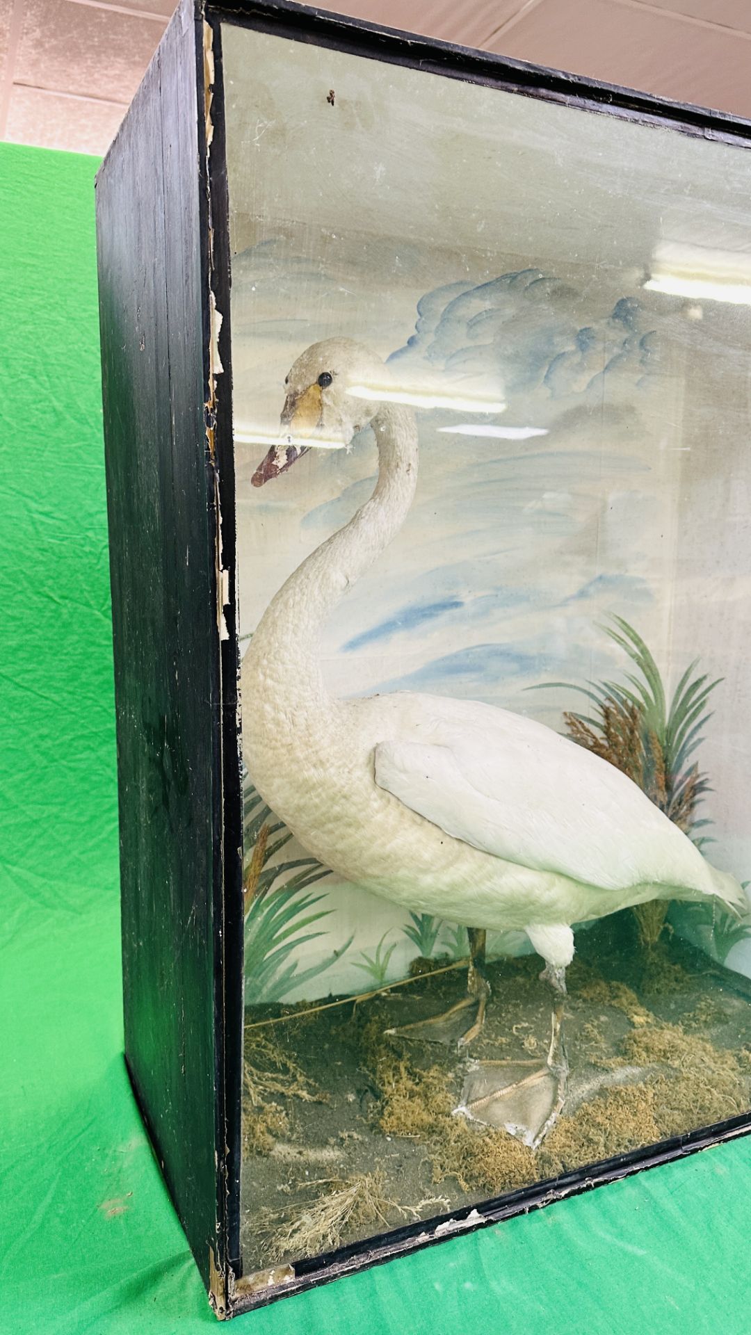 A VICTORIAN CASED TAXIDERMY STUDY OF A SWAN, IN A NATURALISTIC SETTING - W 72.5CM X H 88CM. - Image 6 of 6