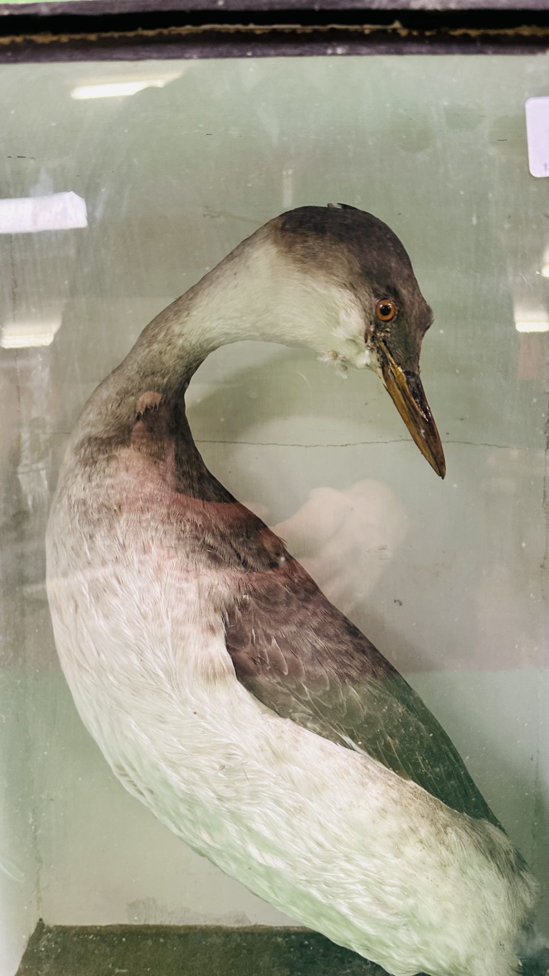 A VICTORIAN CASED TAXIDERMY STUDY OF A GREBE - W 19CM X H 40.5CM X D 17CM (SIGNS OF DETERIORATION). - Image 2 of 5