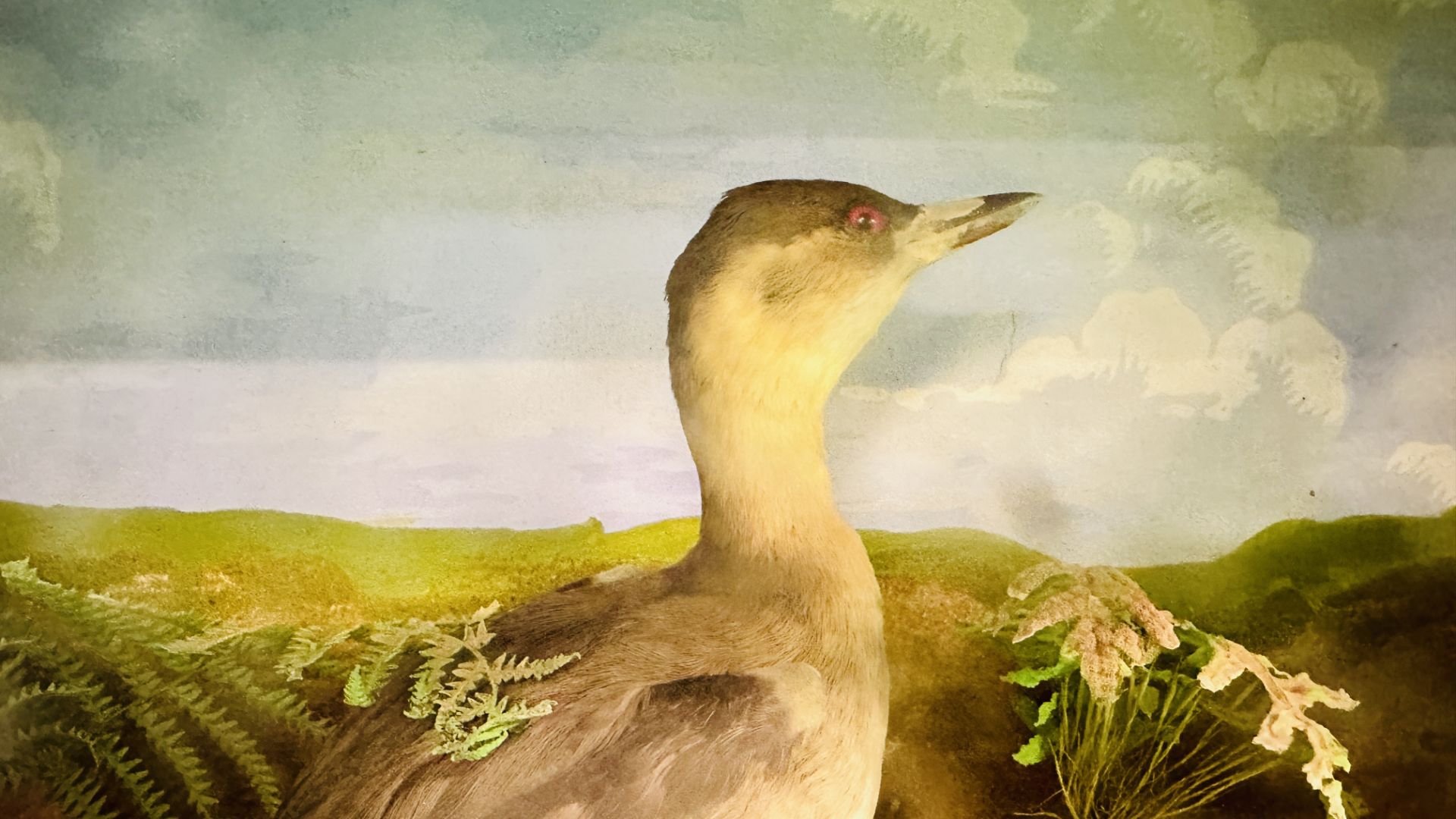 A VICTORIAN CASED TAXIDERMY STUDY DEPICTING A TEAL & TWO GREBES, - Image 6 of 7