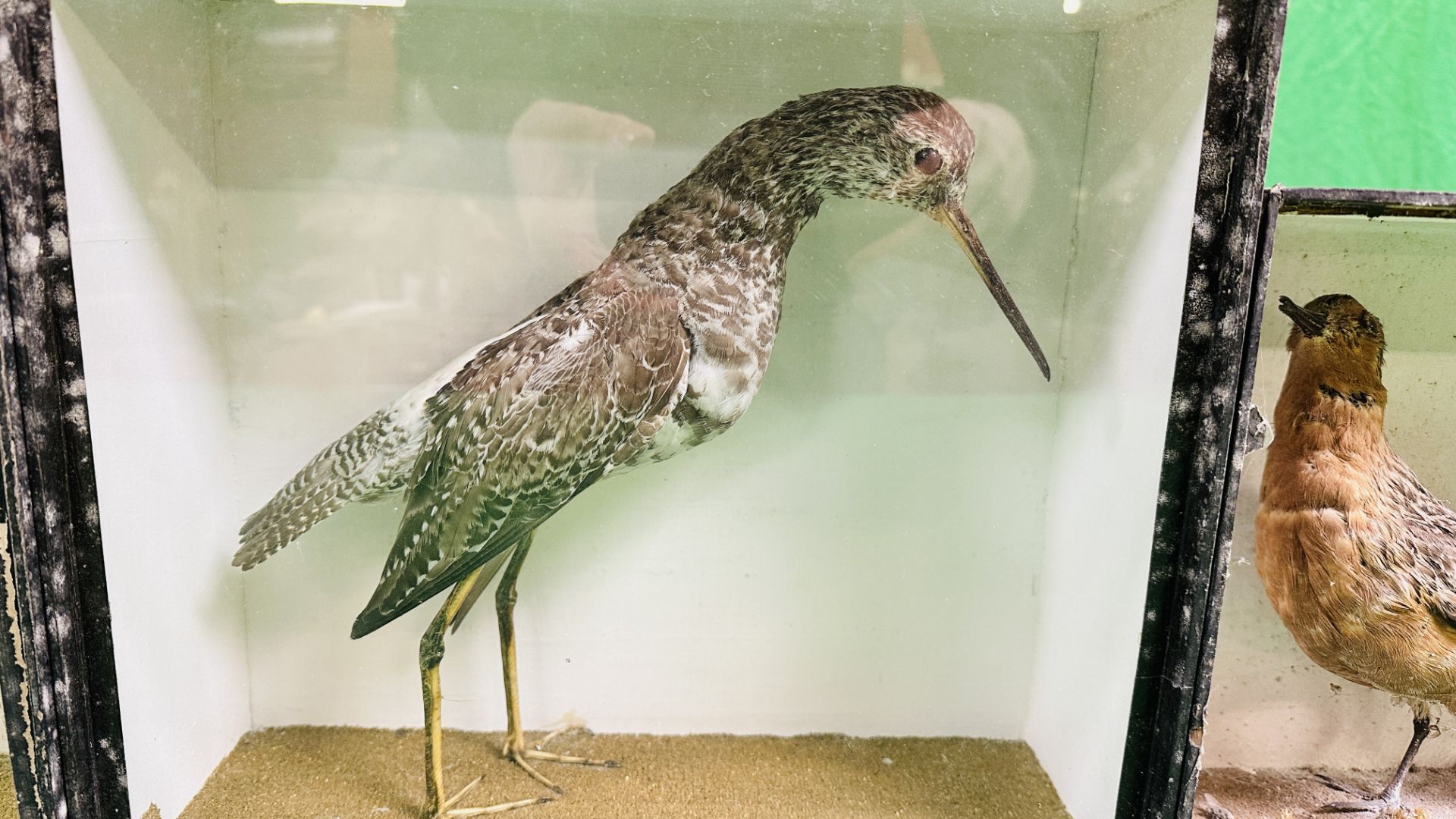 A GROUP OF 3 VICTORIAN CASED TAXIDERMY STUDIES OF VARIOUS WADING BIRDS VARIOUS SIZES (SIGNS OF - Image 3 of 8