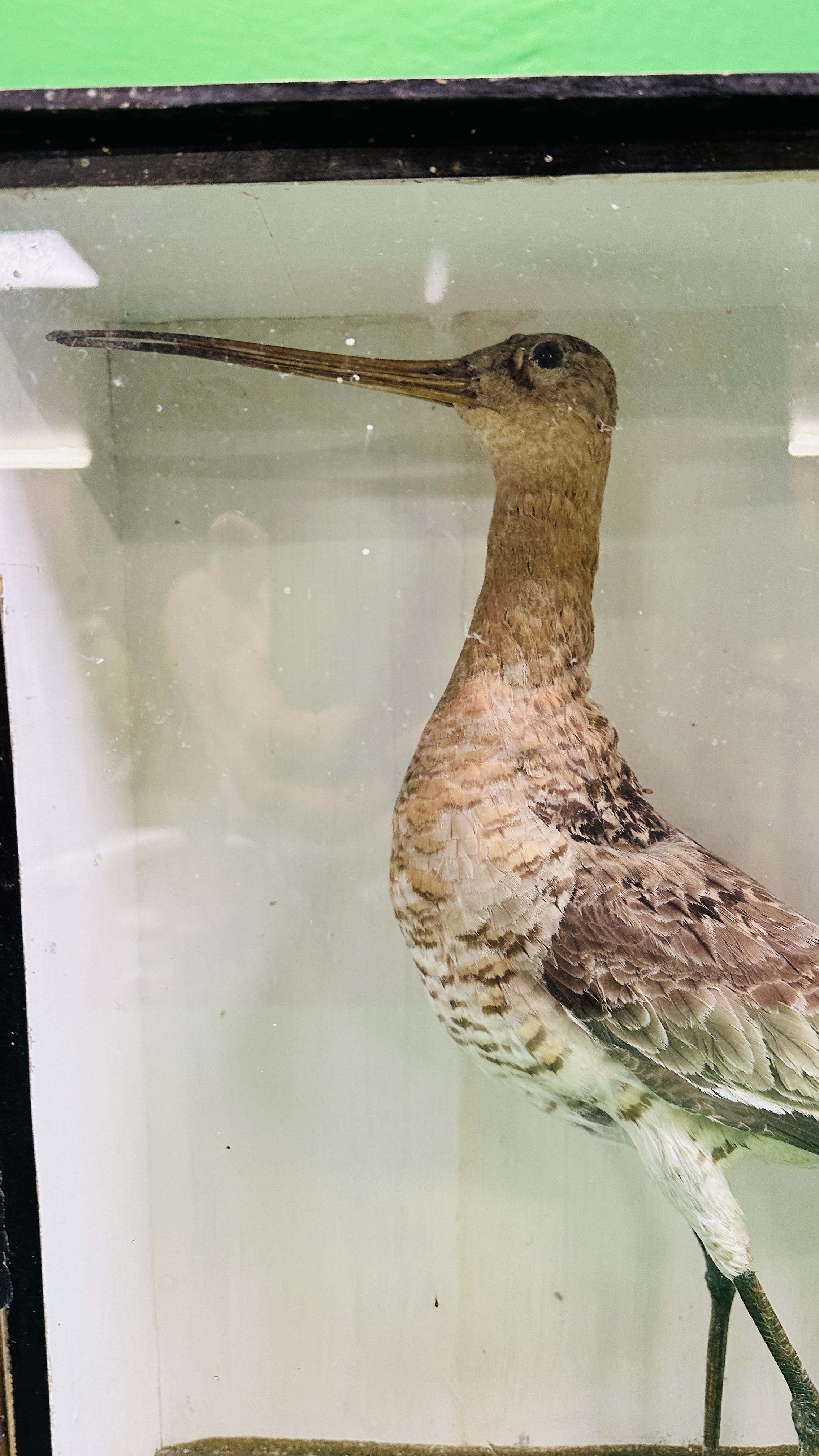 A VICTORIAN CASED TAXIDERMY STUDY OF A WADING BIRD - W 32CM X H 41CM X D 14CM. - Image 2 of 6