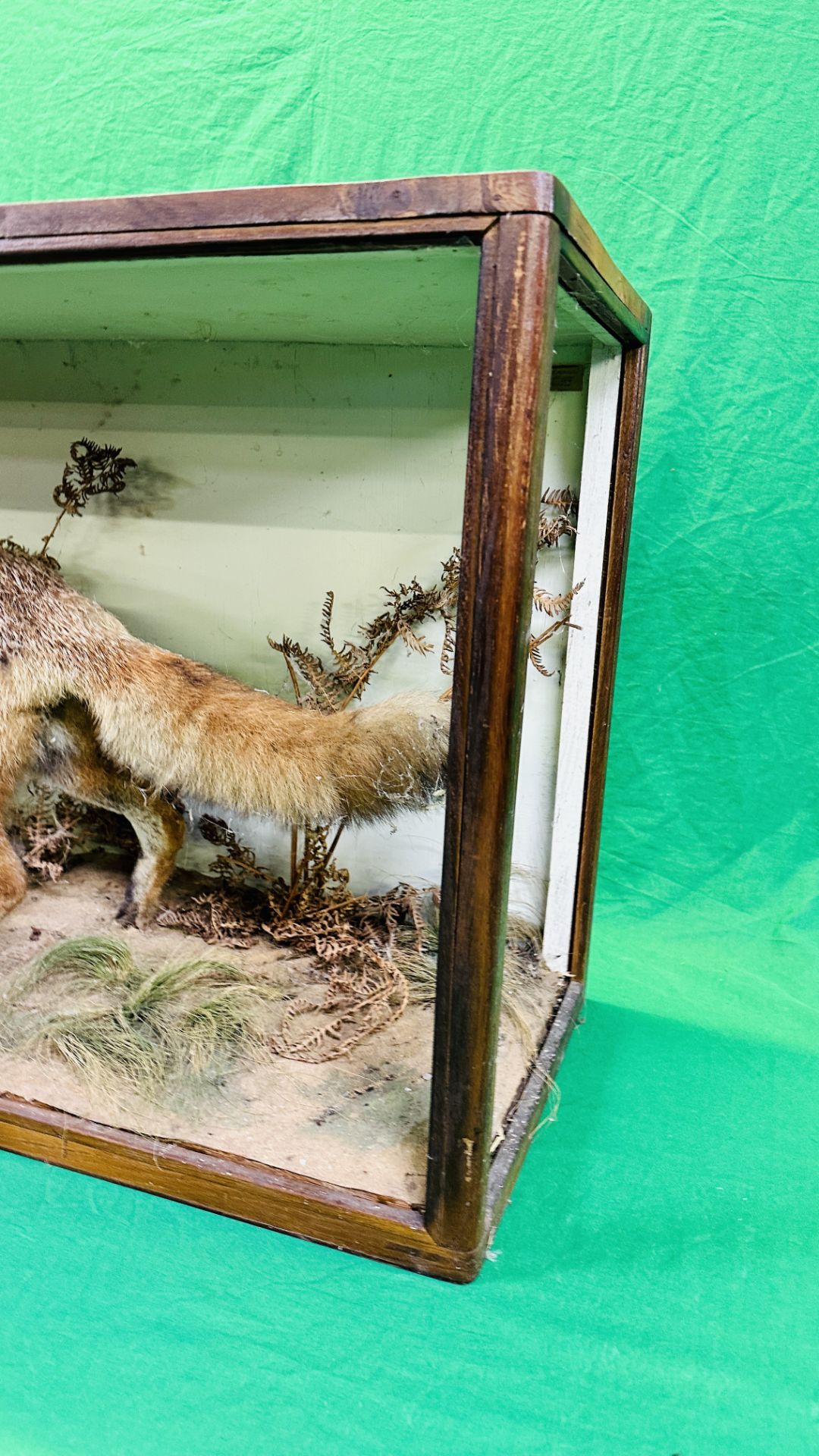 A VICTORIAN CASED TAXIDERMY STUDY OF A FOX, IN A NATURALISTIC SETTING - W 107CM X H 57CM X D 35. - Image 7 of 7