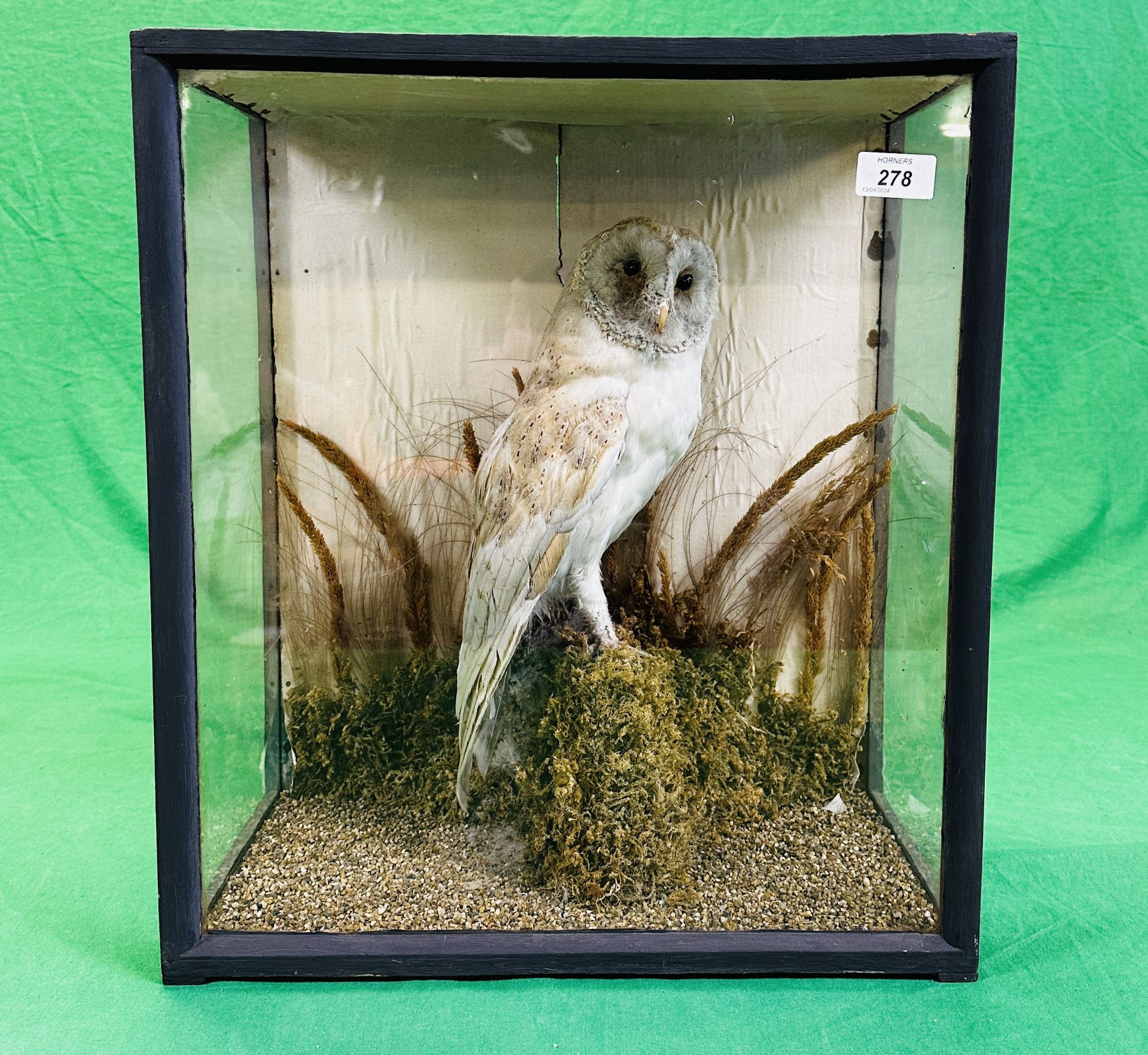 A CASED VICTORIAN TAXIDERMY STUDY OF A OWL, W 43CM X D 24CM X H 48CM. - Image 2 of 8