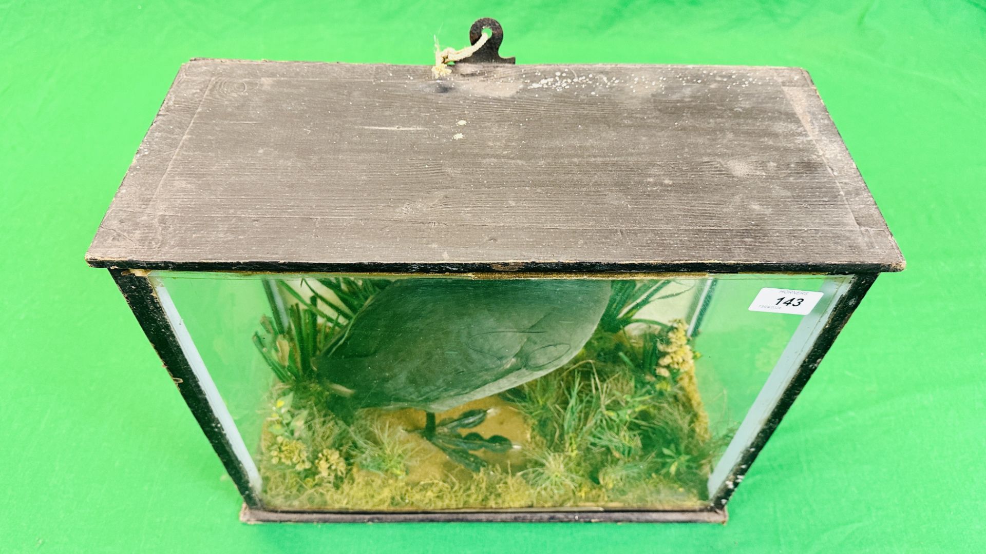 A VICTORIAN CASED TAXIDERMY STUDY OF A COOT, IN A NATURALISTIC SETTING - W 44.5CM X H 36CM X D 20CM. - Image 4 of 6