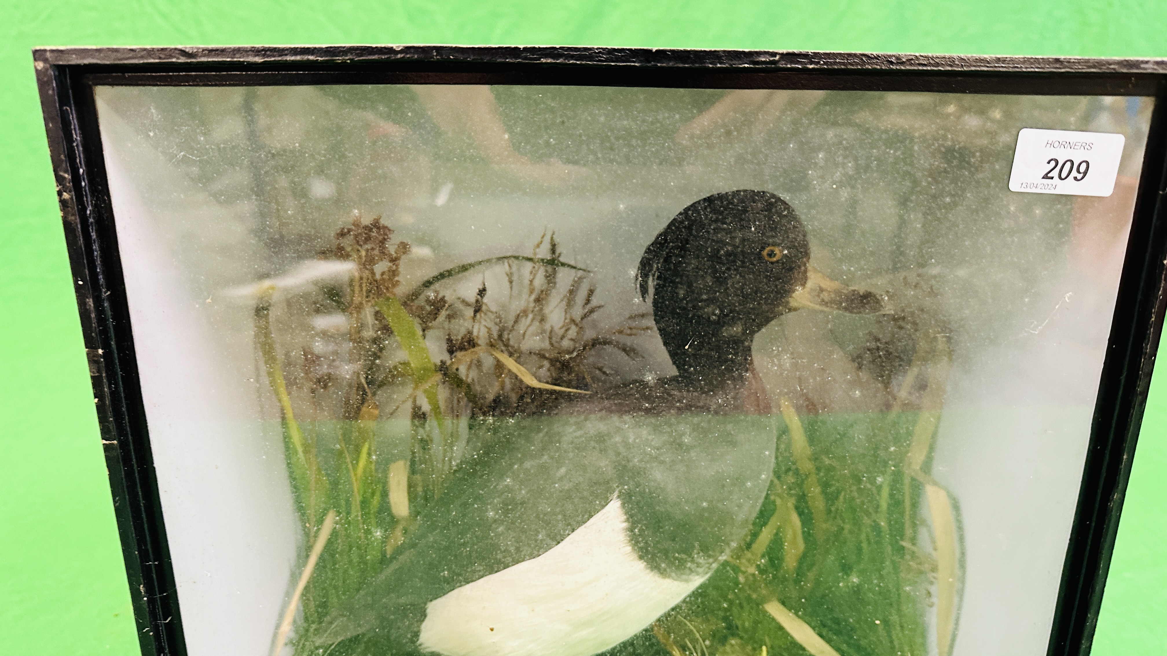 A VICTORIAN CASED TAXIDERMY STUDY OF A TUFTED DUCK, - Image 4 of 7