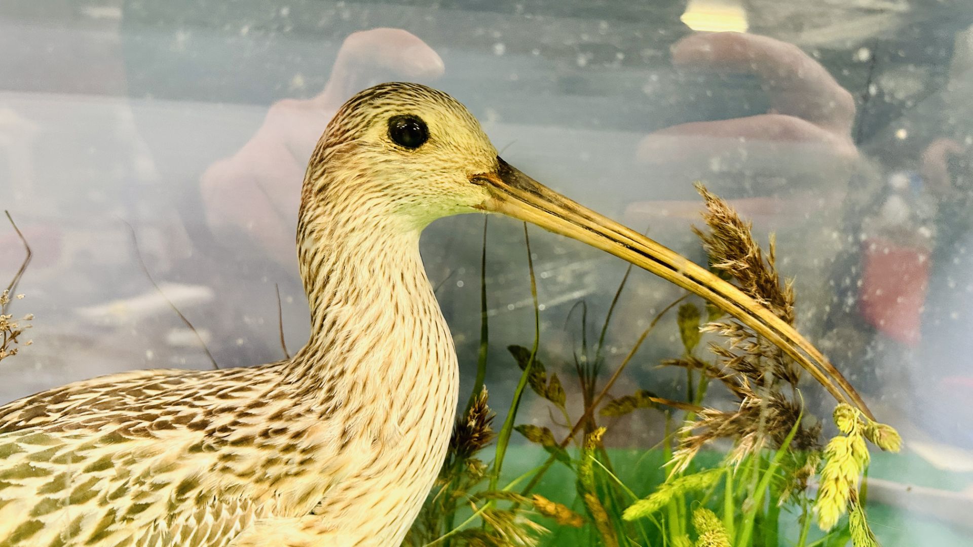 A VICTORIAN CASED TAXIDERMY STUDY OF A CURLEW, IN A NATURALISTIC SETTING - W 59CM X H 48. - Image 2 of 11