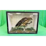 A VICTORIAN CASED TAXIDERMY STUDY OF A HONEY BUZZARD, IN A NATURALISTIC SETTING - W 73CM X H 52.