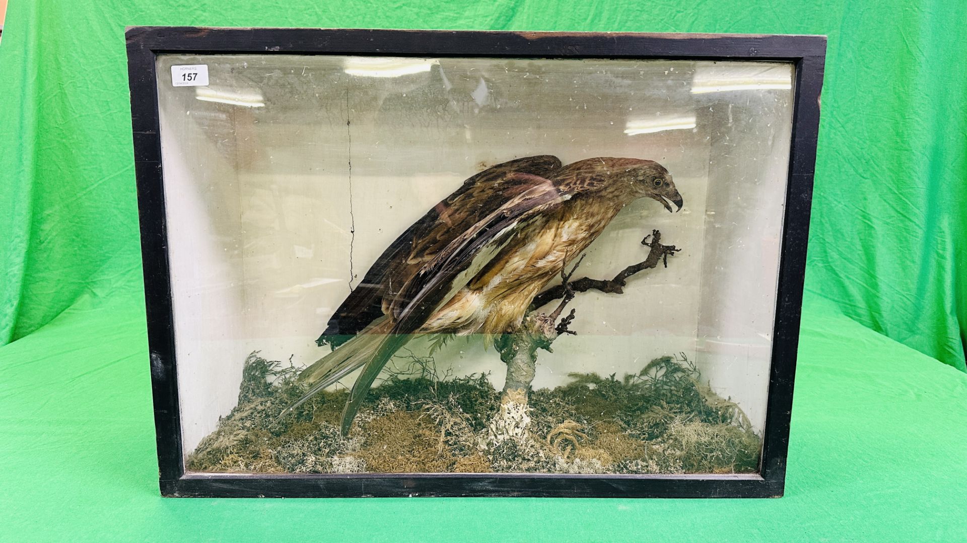 A VICTORIAN CASED TAXIDERMY STUDY OF A HONEY BUZZARD, IN A NATURALISTIC SETTING - W 73CM X H 52.