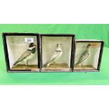 A GROUP OF 3 VICTORIAN CASED TAXIDERMY STUDIES OF WADING BIRDS TO INCLUDE A RINGED PLOVER EXAMPLE -