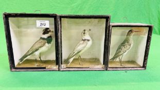 A GROUP OF 3 VICTORIAN CASED TAXIDERMY STUDIES OF WADING BIRDS TO INCLUDE A RINGED PLOVER EXAMPLE -