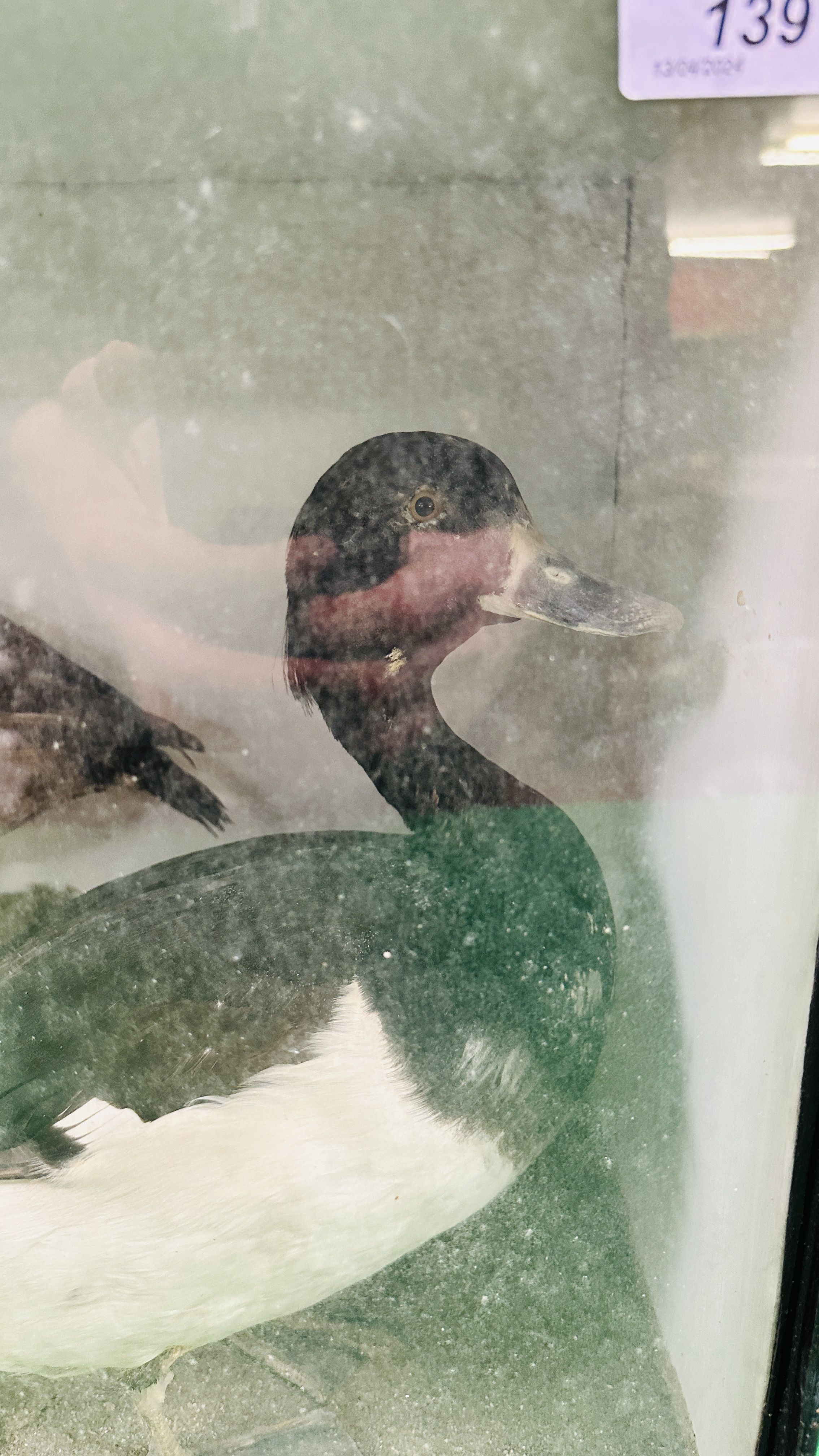 A VICTORIAN CASED TAXIDERMY STUDY OF A PAIR OF TUFTED DUCKS, IN A NATURALISTIC SETTING. - Image 2 of 9