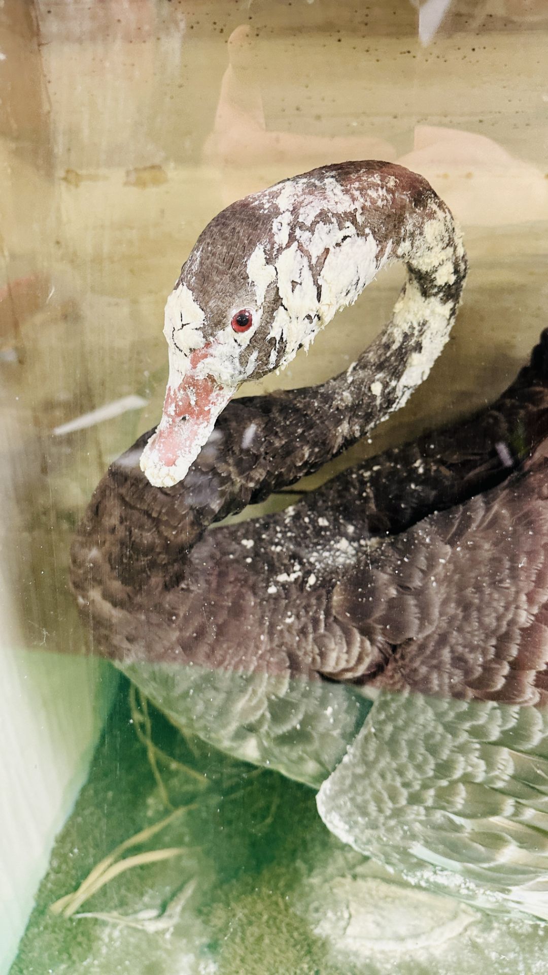 A VICTORIAN CASED TAXIDERMY STUDY OF A BLACK SWAN, IN A NATURALISTIC SETTING - W 72. - Image 2 of 8