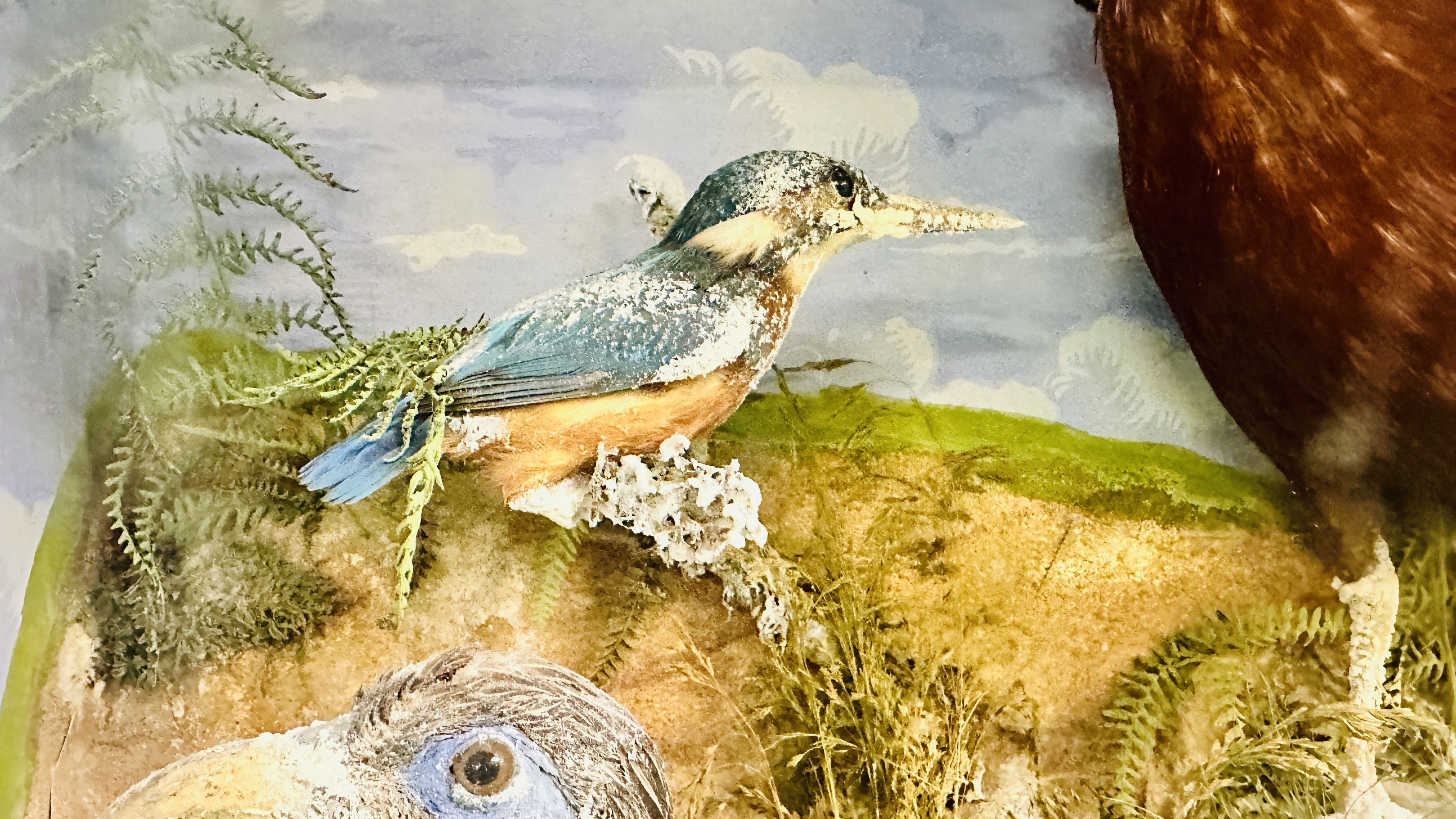 A VICTORIAN CASED TAXIDERMY STUDY OF MULTIPLE BIRDS INCLUDING SNIPE, KINGFISHERS AND GAME BIRDS, - Image 3 of 12