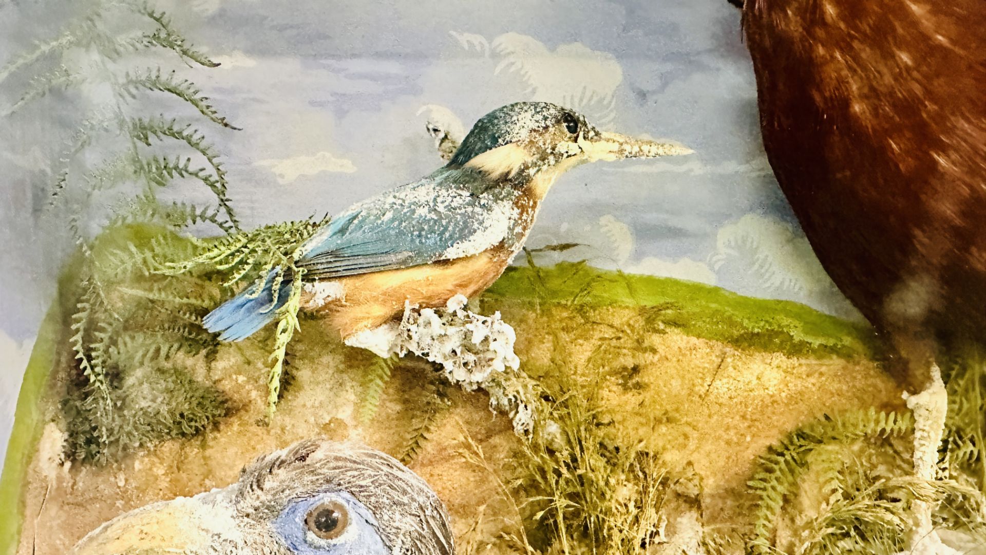 A VICTORIAN CASED TAXIDERMY STUDY OF MULTIPLE BIRDS INCLUDING SNIPE, KINGFISHERS AND GAME BIRDS, - Bild 3 aus 12