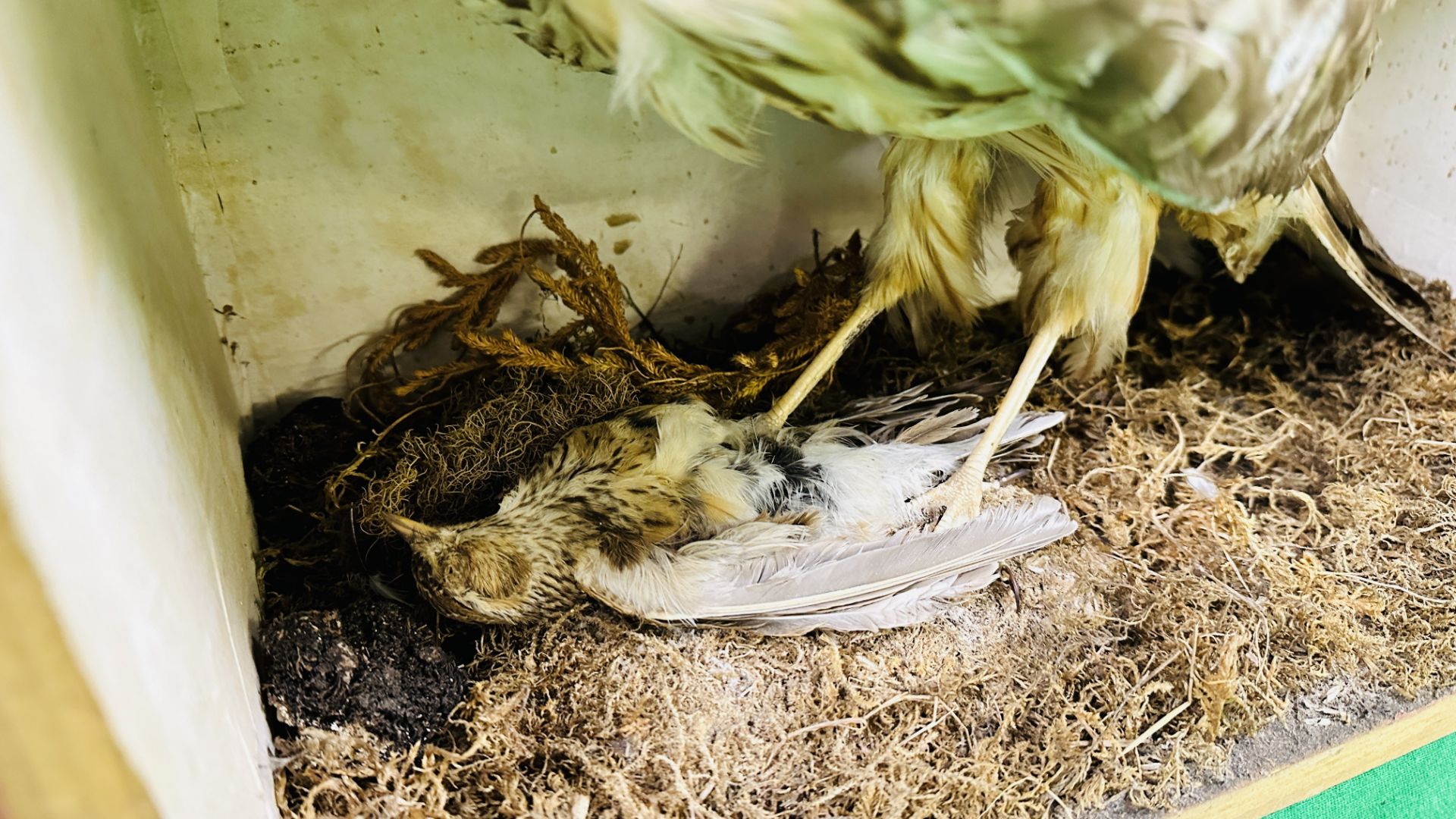 A VICTORIAN CASED TAXIDERMY STUDY OF A HARRIER UPON IT'S PREY - W 43CM X H 36CM X D 22CM. - Image 5 of 6