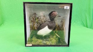 A VICTORIAN CASED TAXIDERMY STUDY OF A TUFTED DUCK,