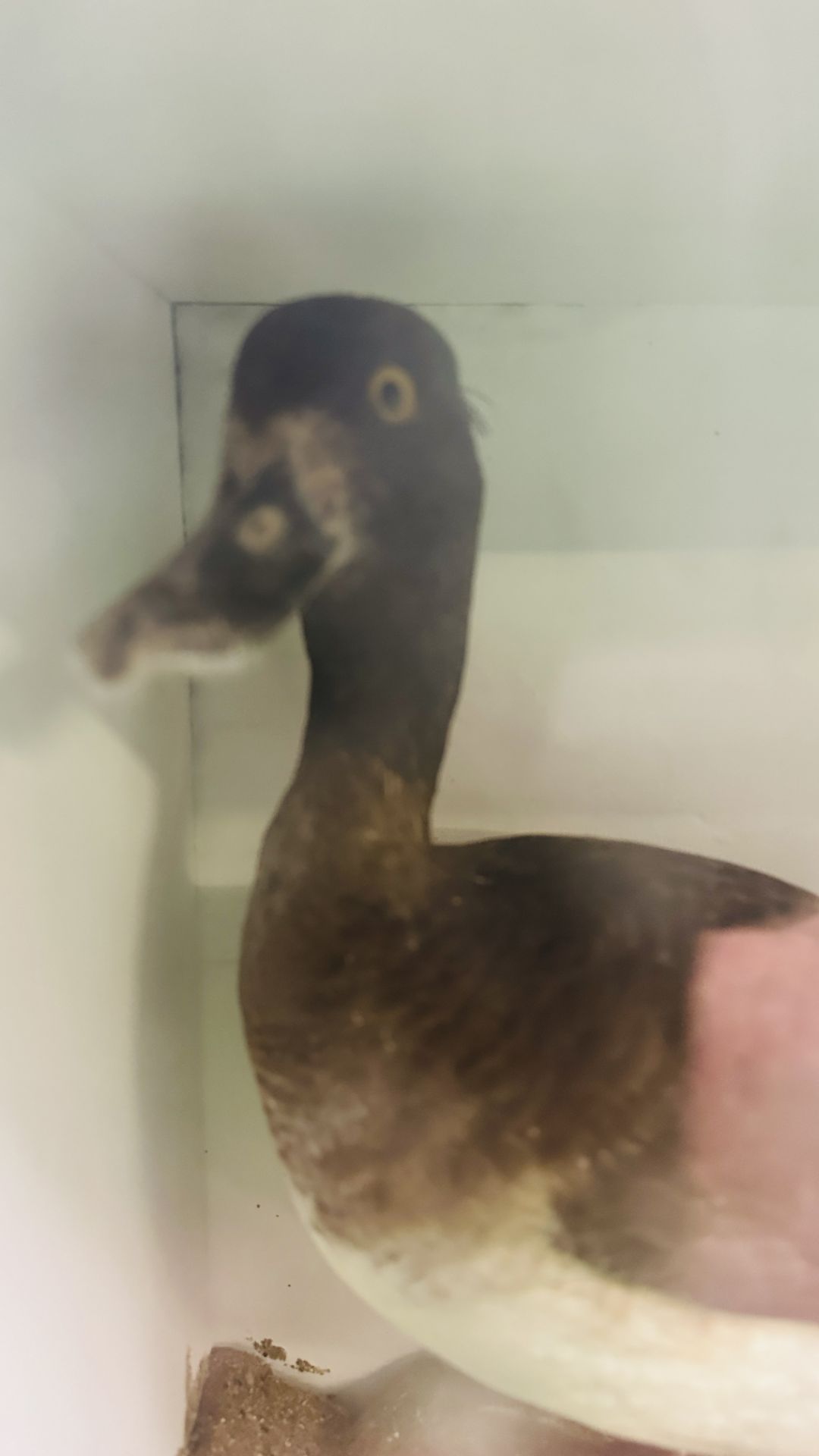 A VICTORIAN CASED TAXIDERMY STUDY OF A PAIR OF TUFTED DUCKS, IN A NATURALISTIC SETTING. - Image 5 of 9