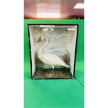 A VICTORIAN CASED TAXIDERMY STUDY OF A SWAN, IN A NATURALISTIC SETTING - W 72.5CM X H 88CM.