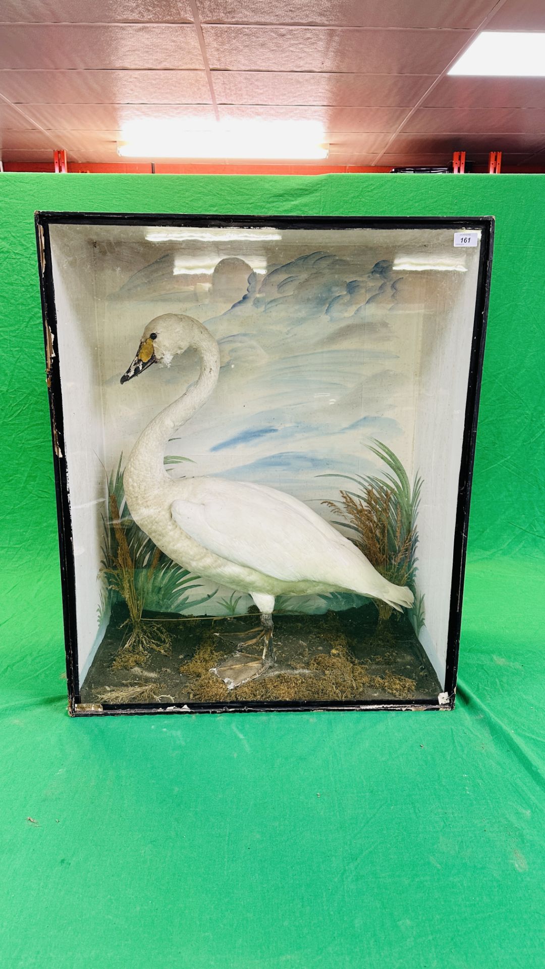 A VICTORIAN CASED TAXIDERMY STUDY OF A SWAN, IN A NATURALISTIC SETTING - W 72.5CM X H 88CM.