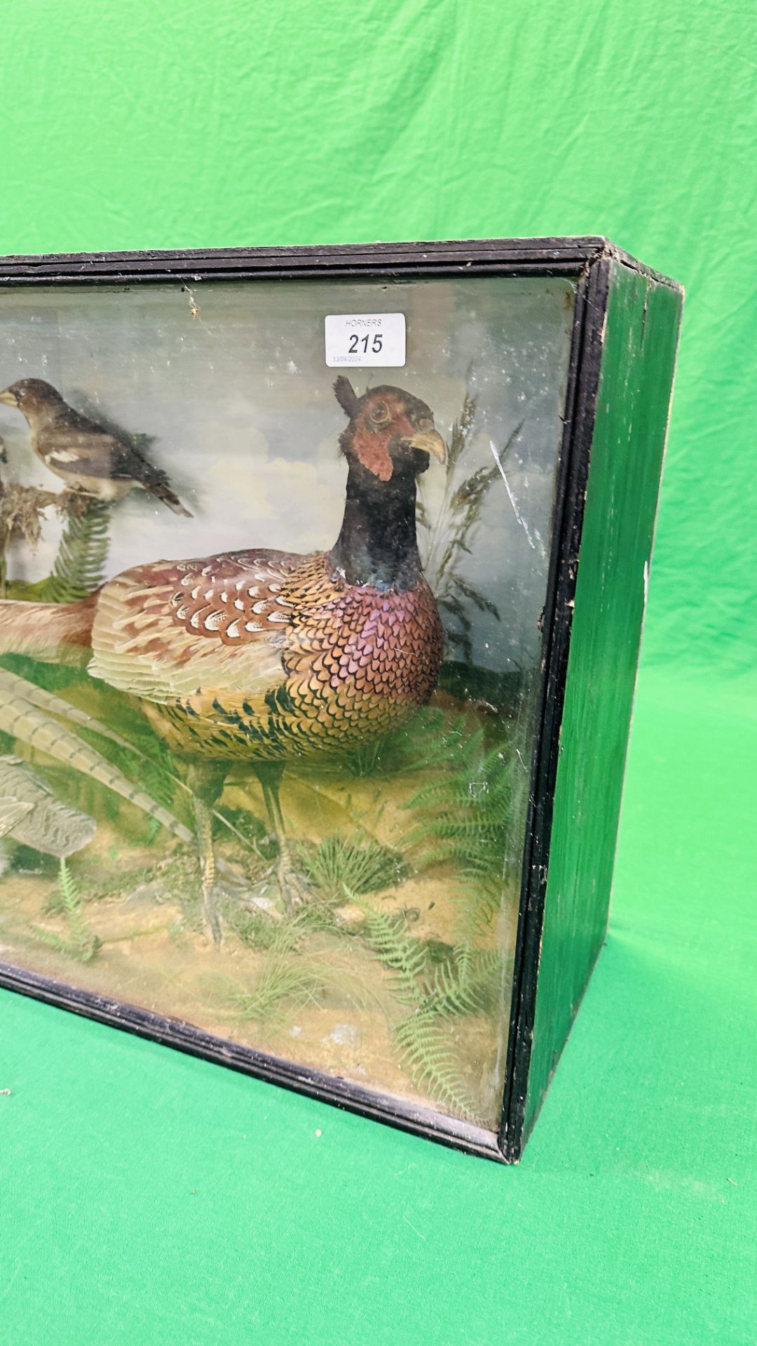 A VICTORIAN CASED TAXIDERMY STUDY DEPICTING A PAIR PHEASANTS, - Image 8 of 9
