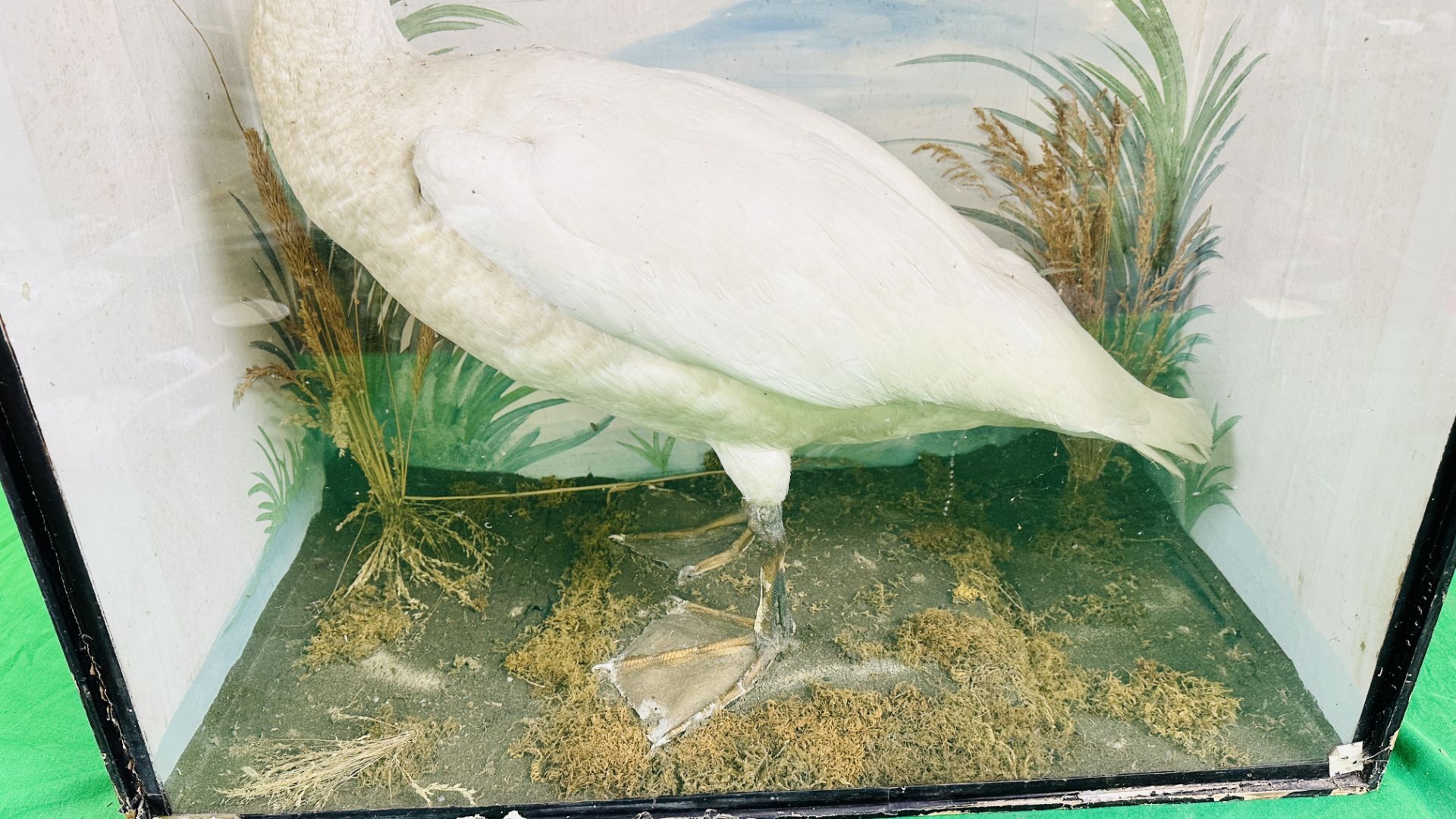 A VICTORIAN CASED TAXIDERMY STUDY OF A SWAN, IN A NATURALISTIC SETTING - W 72.5CM X H 88CM. - Image 4 of 6