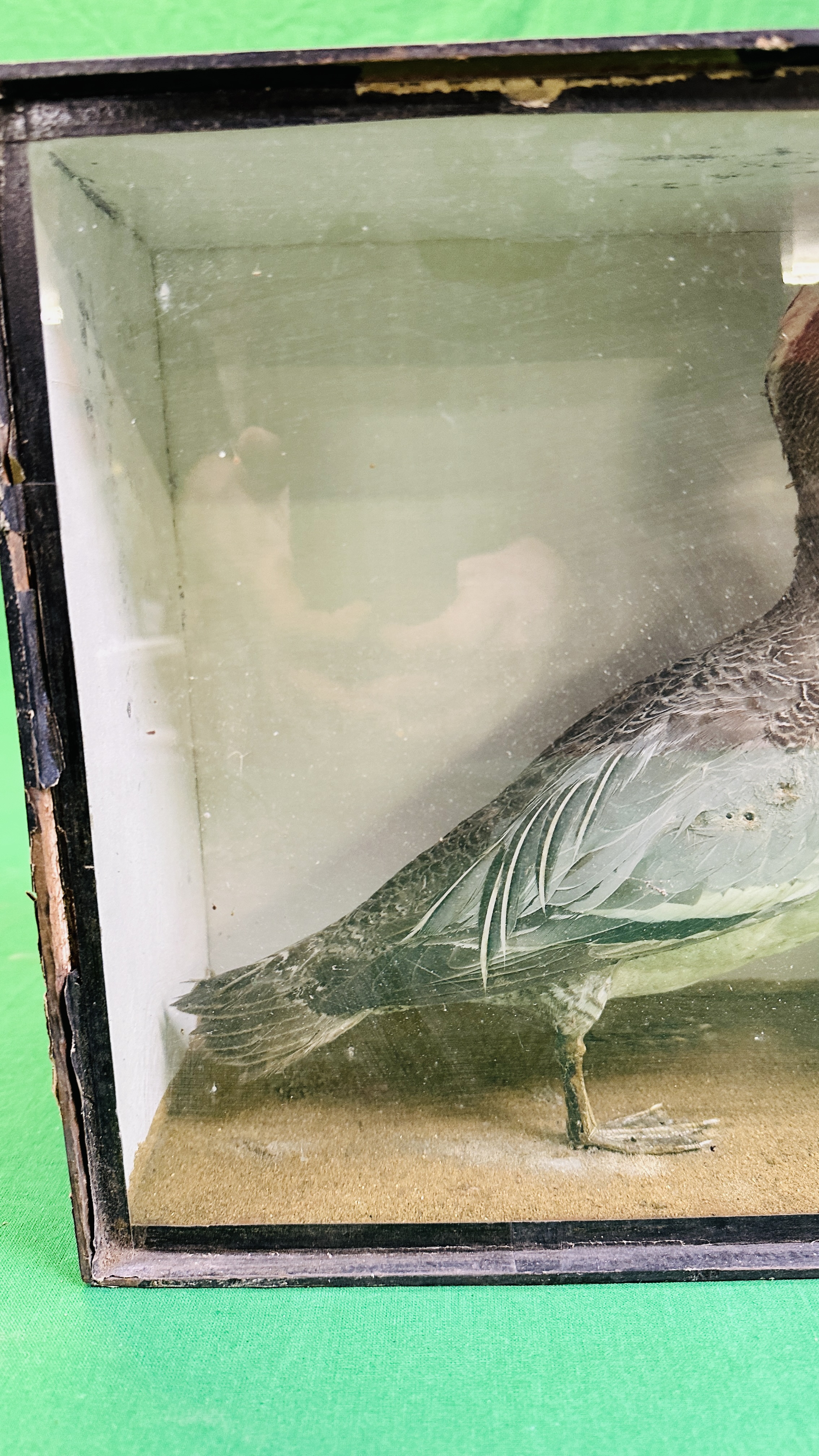 A VICTORIAN CASED TAXIDERMY STUDY OF A GARGANEY - W 32CM X H 28.5CM X D 14CM. - Image 3 of 7