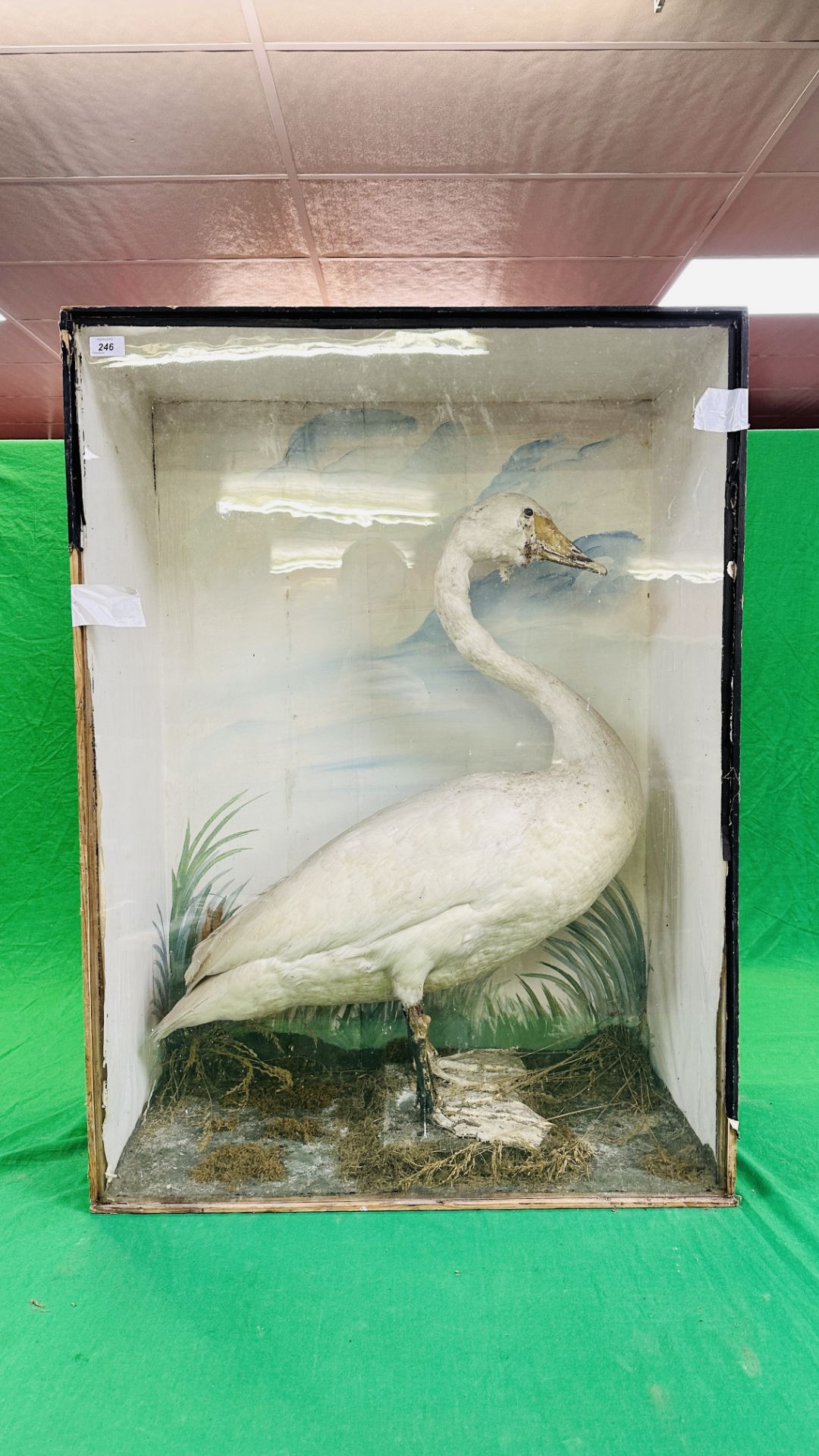 A VICTORIAN CASED TAXIDERMY STUDY OF A SWAN,