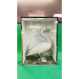 A VICTORIAN CASED TAXIDERMY STUDY OF A SWAN,