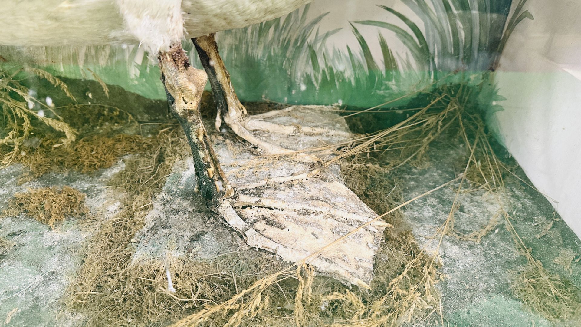 A VICTORIAN CASED TAXIDERMY STUDY OF A SWAN, - Image 6 of 7
