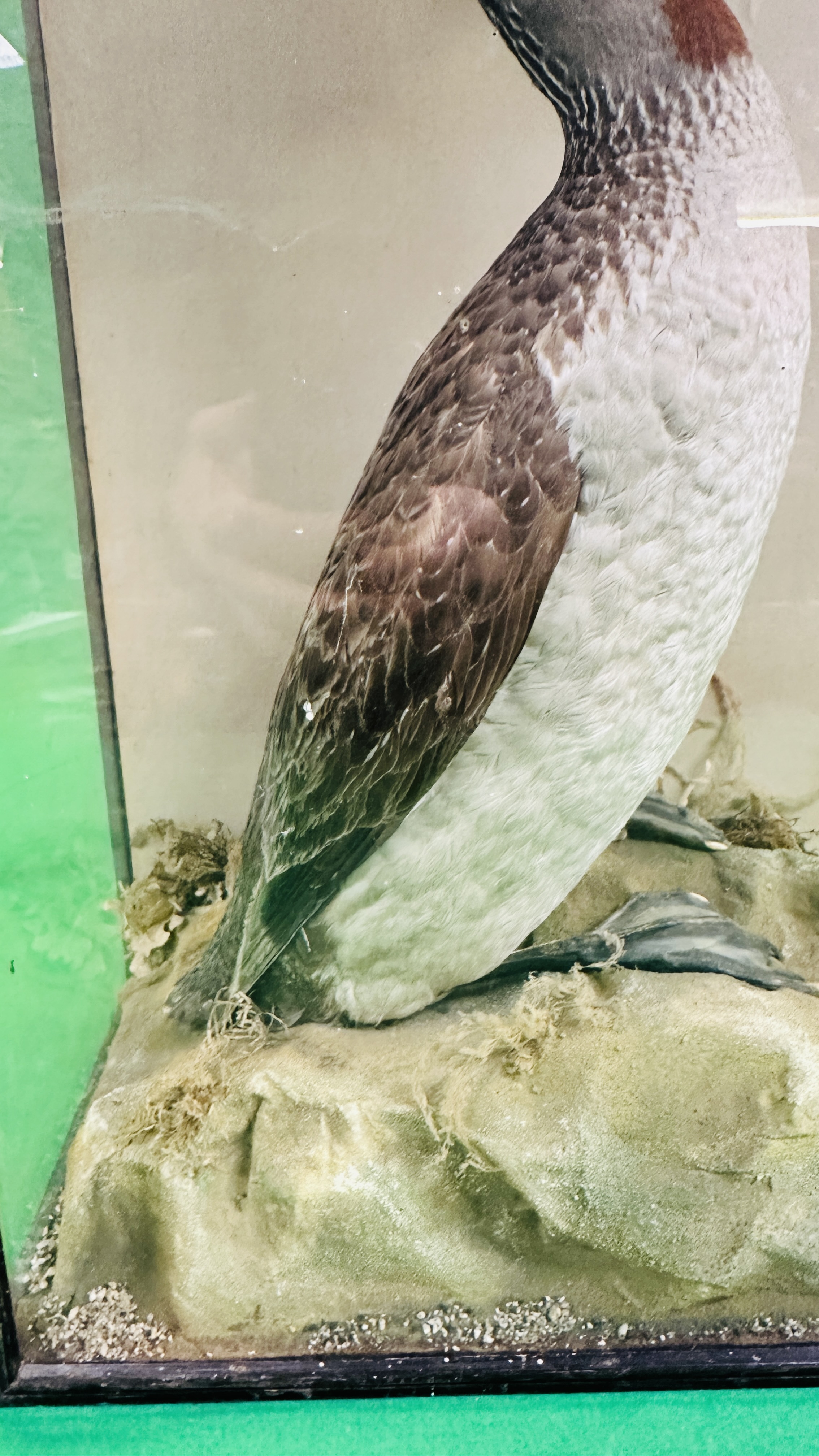 A VICTORIAN CASED TAXIDERMY STUDY OF A RED-THROATED DIVER, - Image 4 of 6